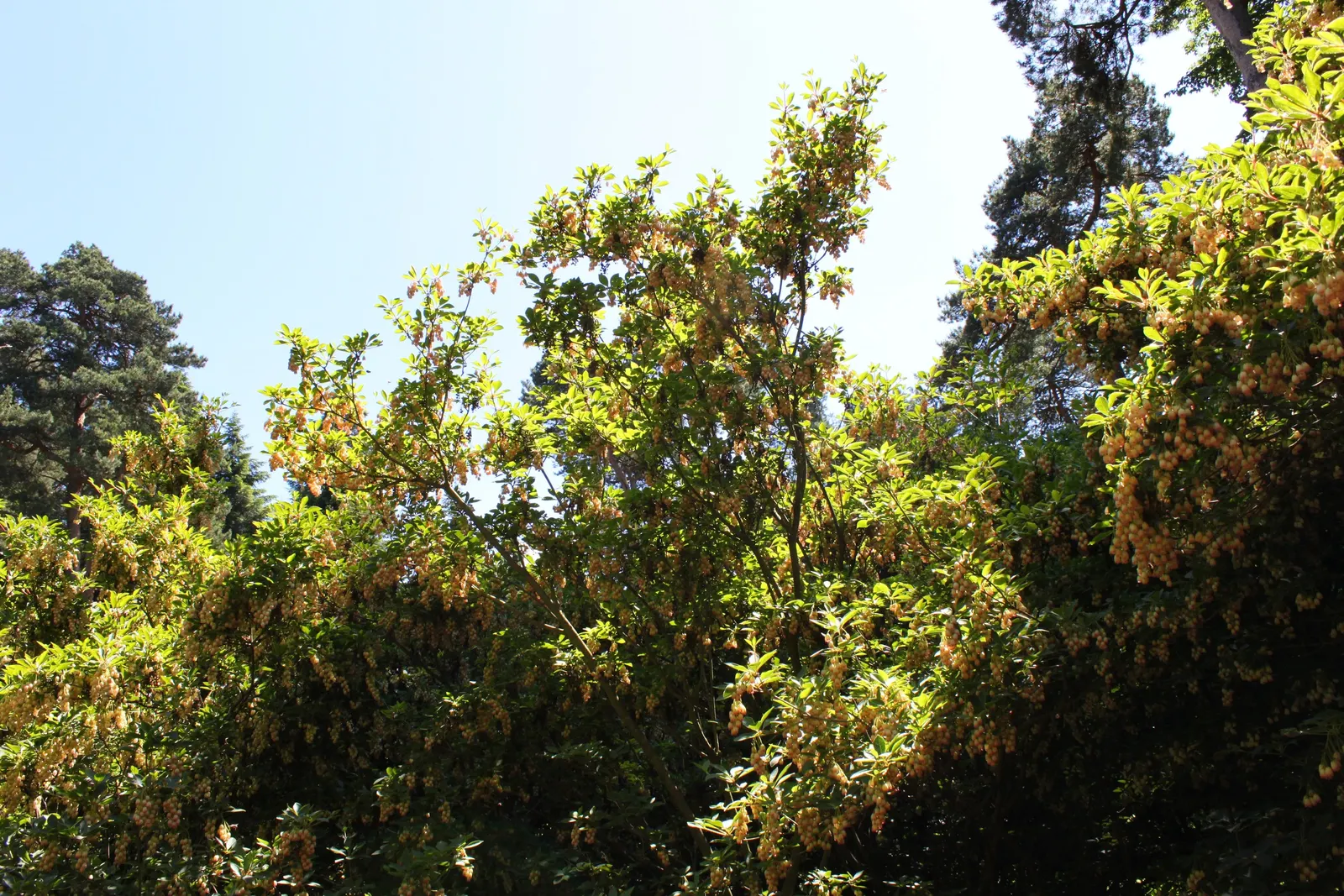 Redvein Enkianthus (Enkianthus Campanulatus) — slightly arching habit.<br><br>In the spring months