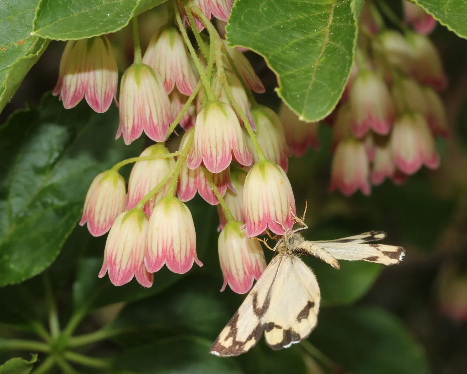 Redvein Enkianthus (Enkianthus Campanulatus) — Each blossom features an intricate pattern of red veins against a creamy yellow backdrop