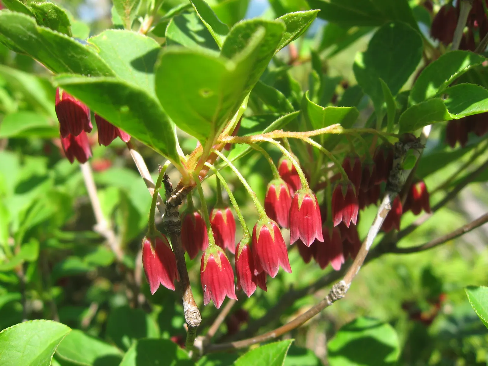 Redvein Enkianthus (Enkianthus Campanulatus) — Known for its multi-seasonal interest