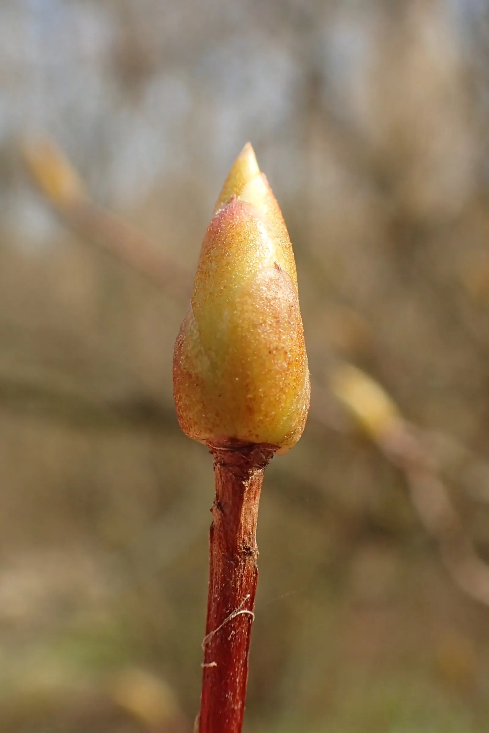 Redvein Enkianthus (Enkianthus Campanulatus) — offering a moderate growth rate and an upright