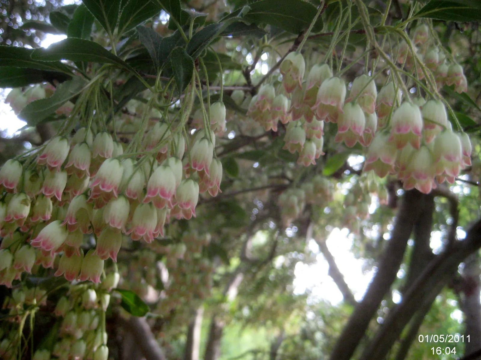 Redvein Enkianthus (Enkianthus Campanulatus) — this plant typically grows to a height of 6 to 8 feet and can spread equally wide