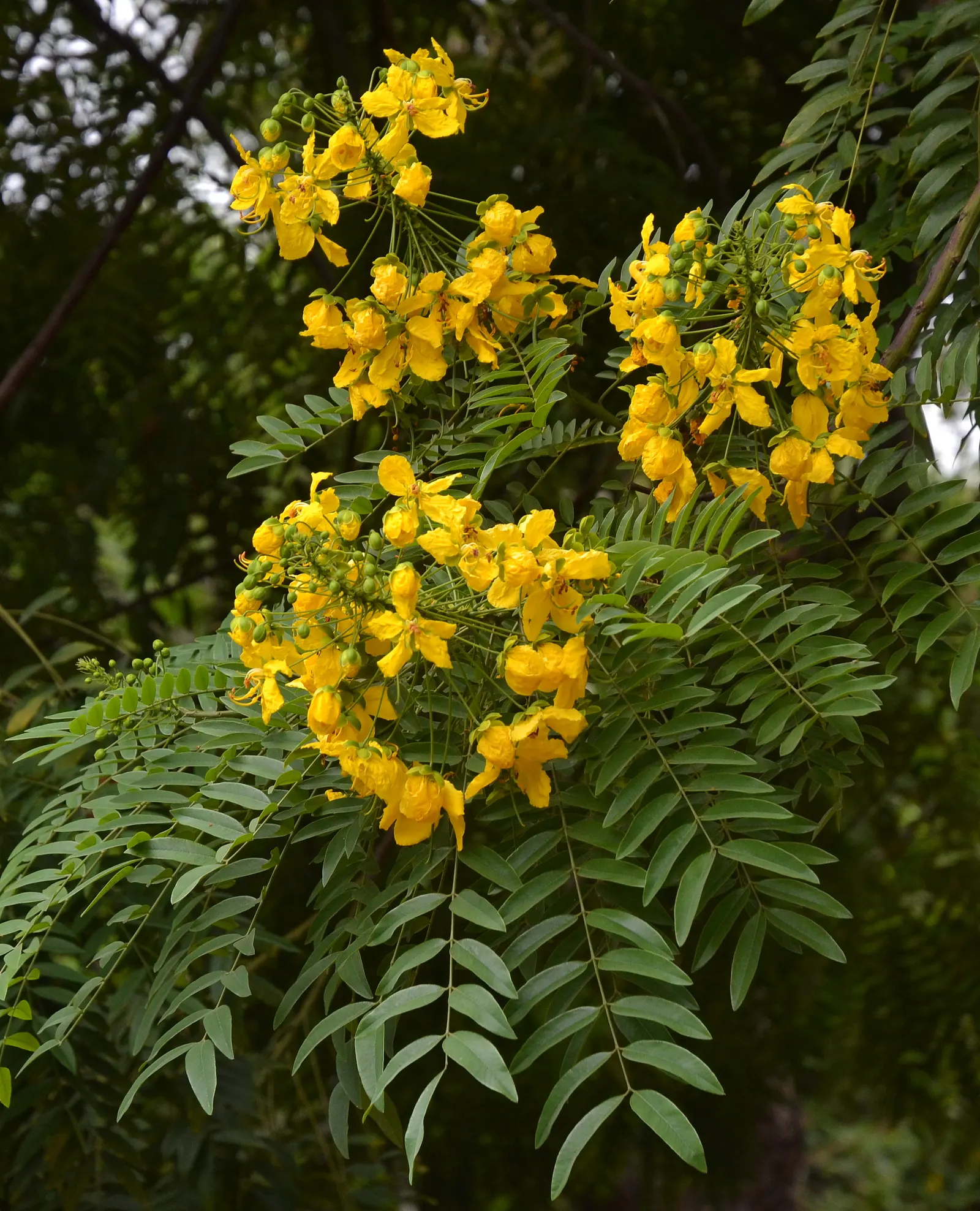 Gold Medallion Tree (Cassia Leptophylla) — the Gold Medallion Tree thrives in full sun exposure and is tolerant of various soil types
