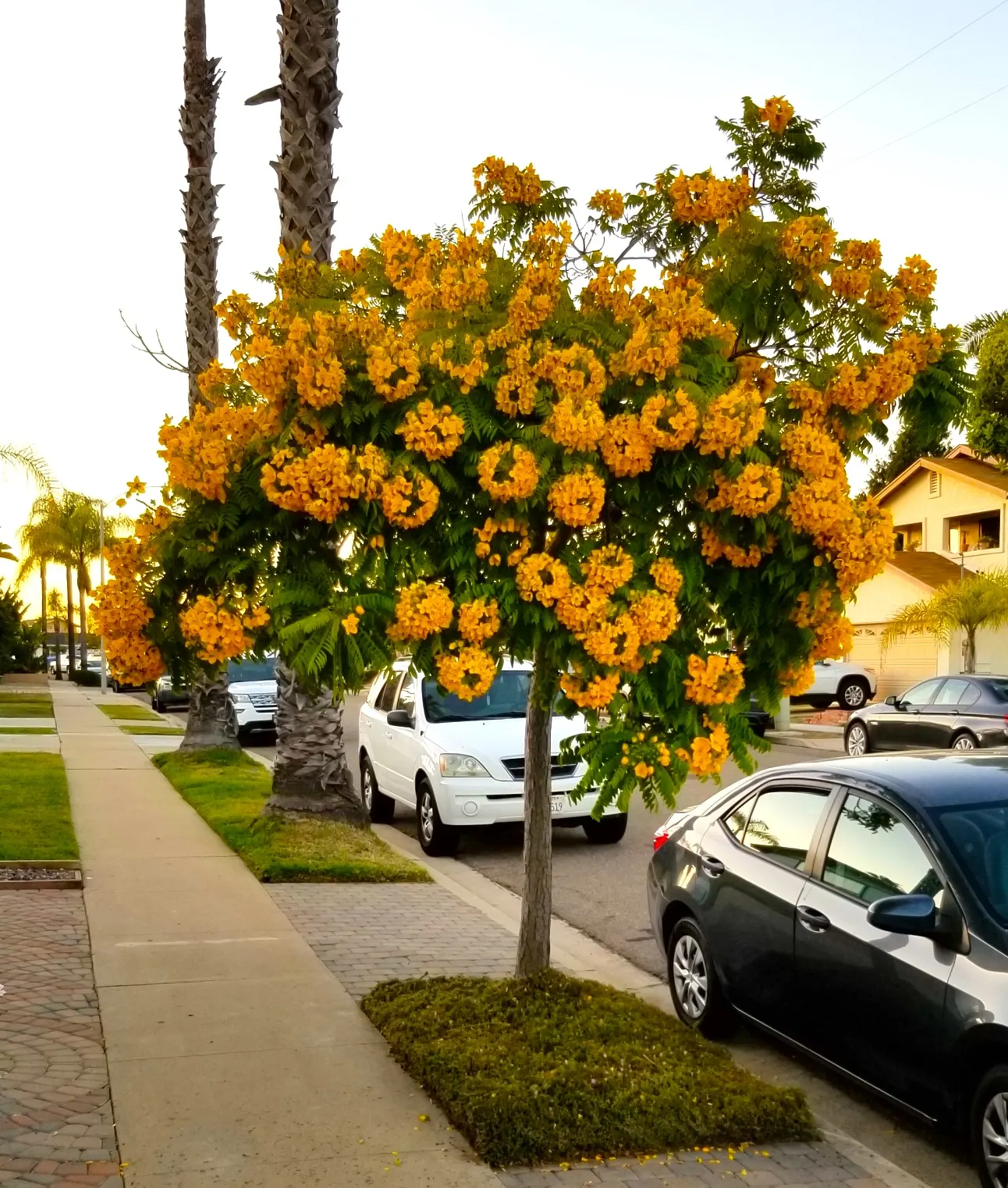 Gold Medallion Tree (Cassia Leptophylla) — scientifically named Cassia leptophylla
