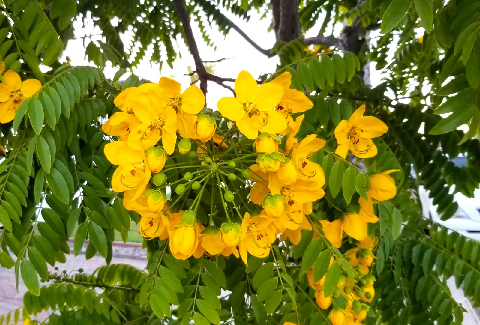 Gold Medallion Tree (Cassia Leptophylla) — presenting a striking display of golden blossoms that truly live up to its name