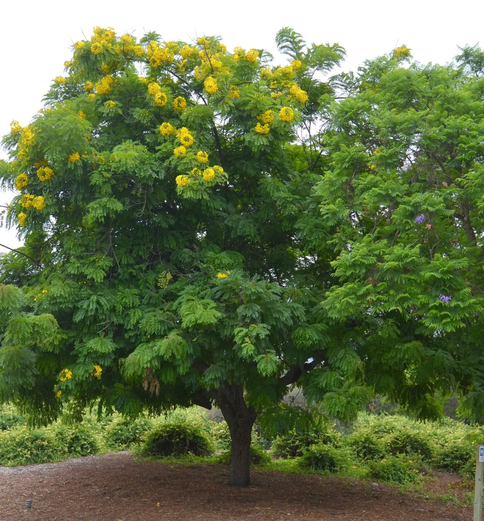 Gold Medallion Tree (Cassia Leptophylla) — creating a spectacular floral showpiece.<br><br>Preferably grown in USDA hardiness zones 9b to 11