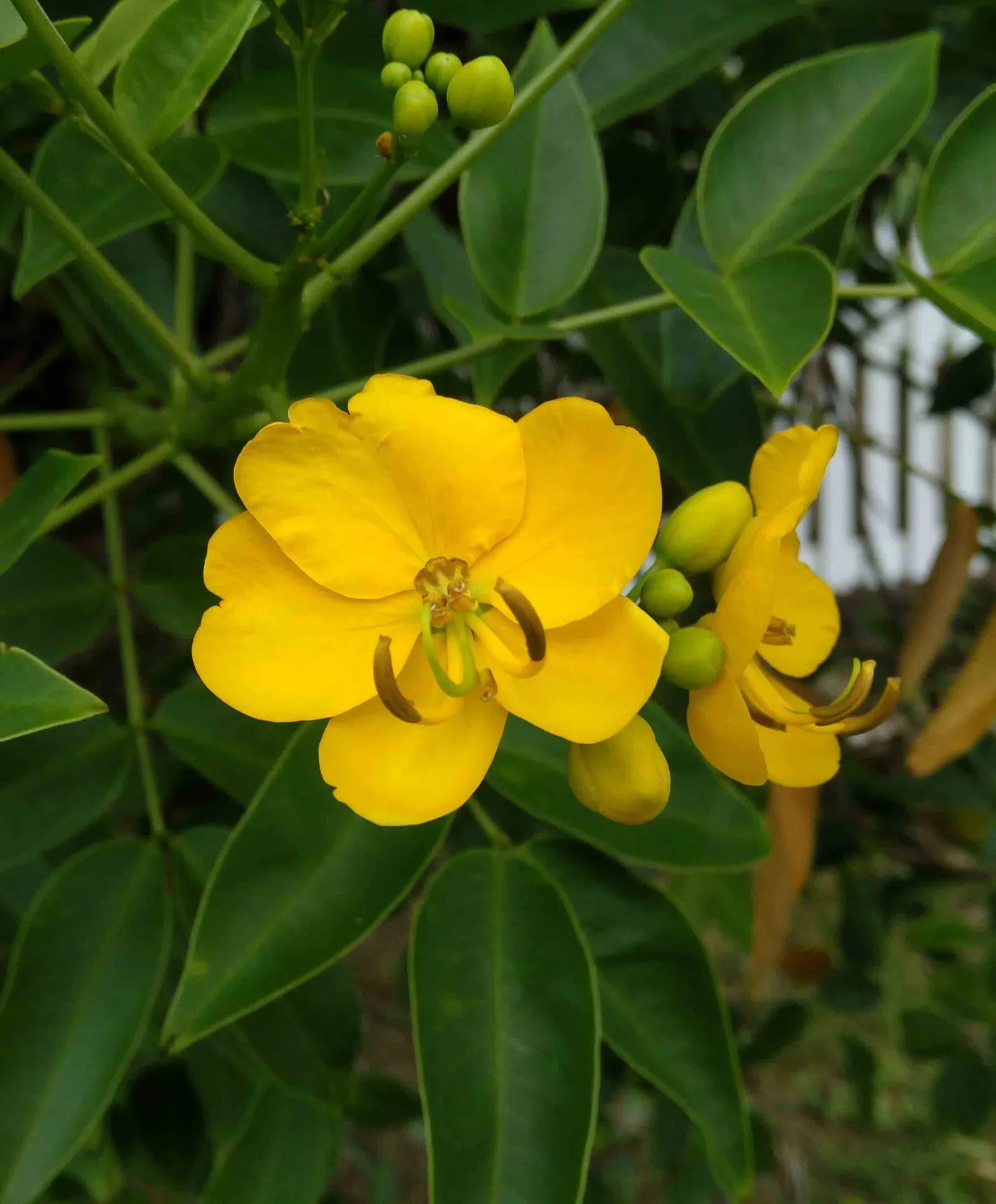 Gold Medallion Tree (Cassia Leptophylla) — reaching heights of 20-25 feet with a canopy spread of 20-30 feet