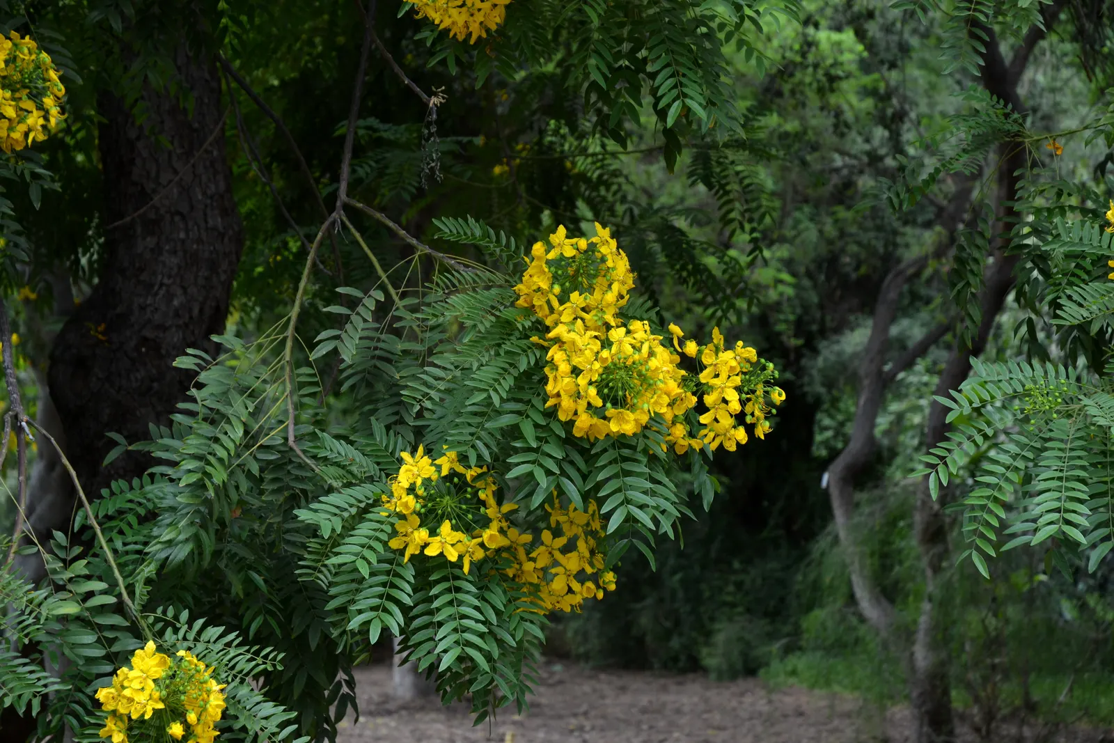 Gold Medallion Tree (Cassia Leptophylla) — Adapted to zones 9-11, it thrives in full sun and well-drained soil