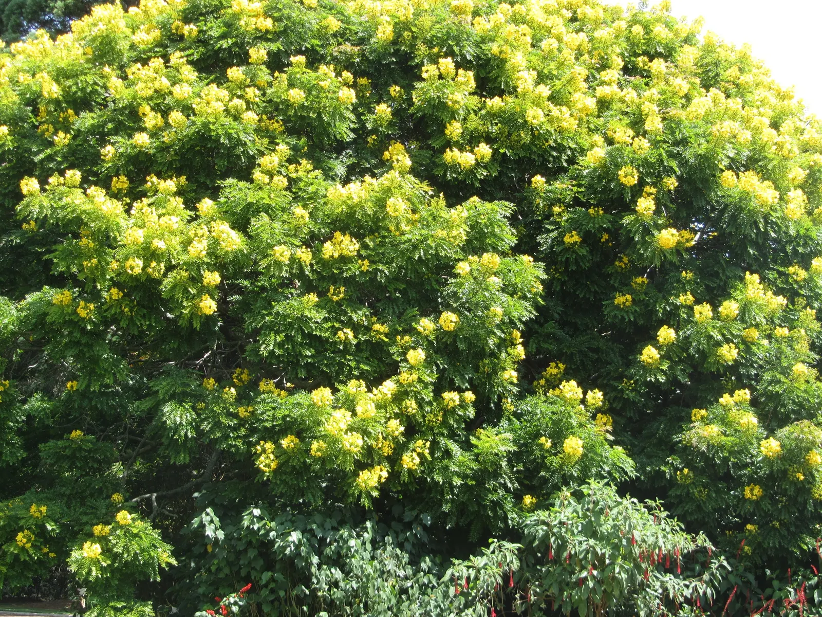 Gold Medallion Tree (Cassia Leptophylla) — This deciduous tree shines in the summer months when it produces vibrant yellow flowers