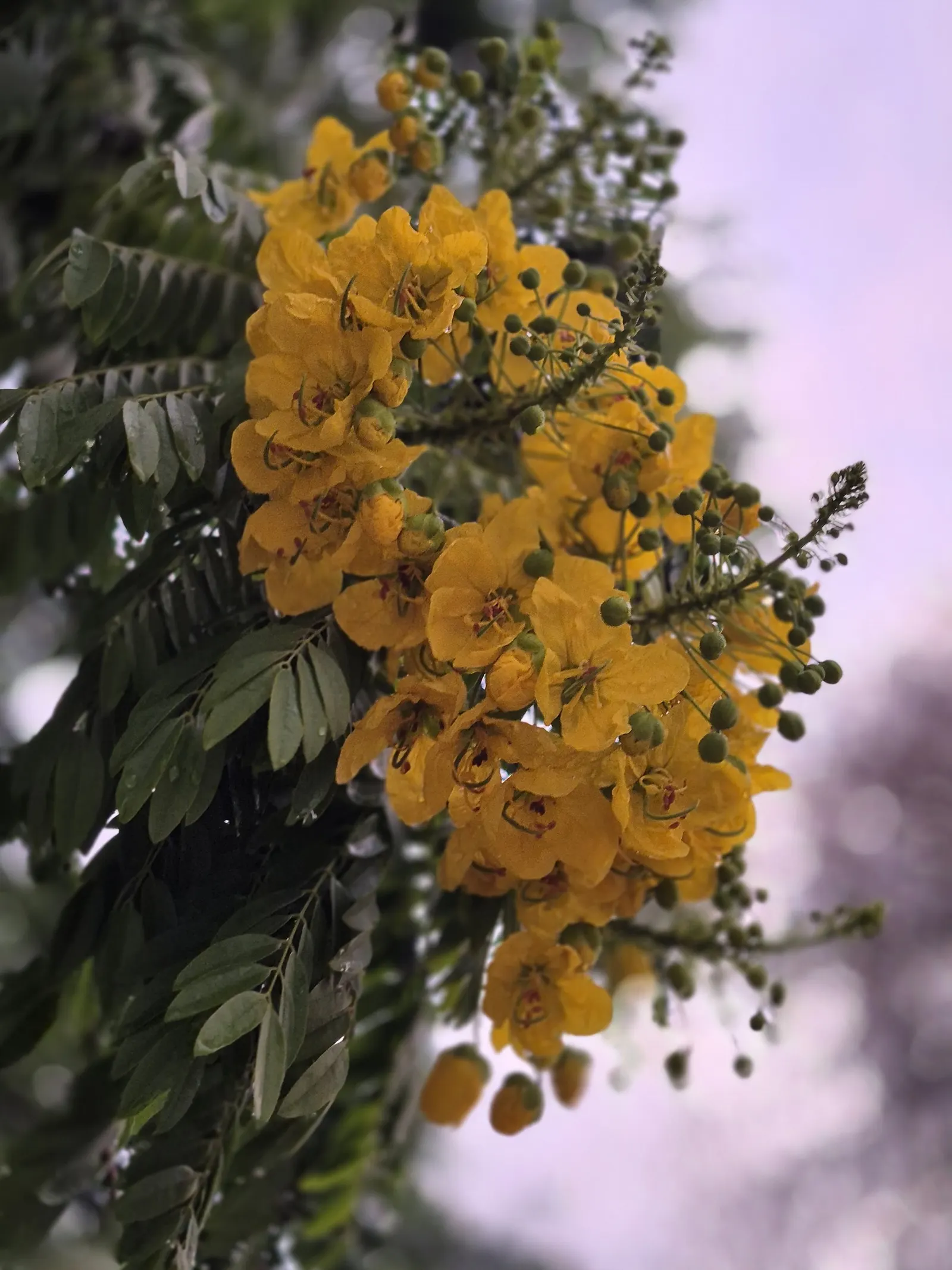 Gold Medallion Tree (Cassia Leptophylla) — Its hallmark feature is vibrant yellow