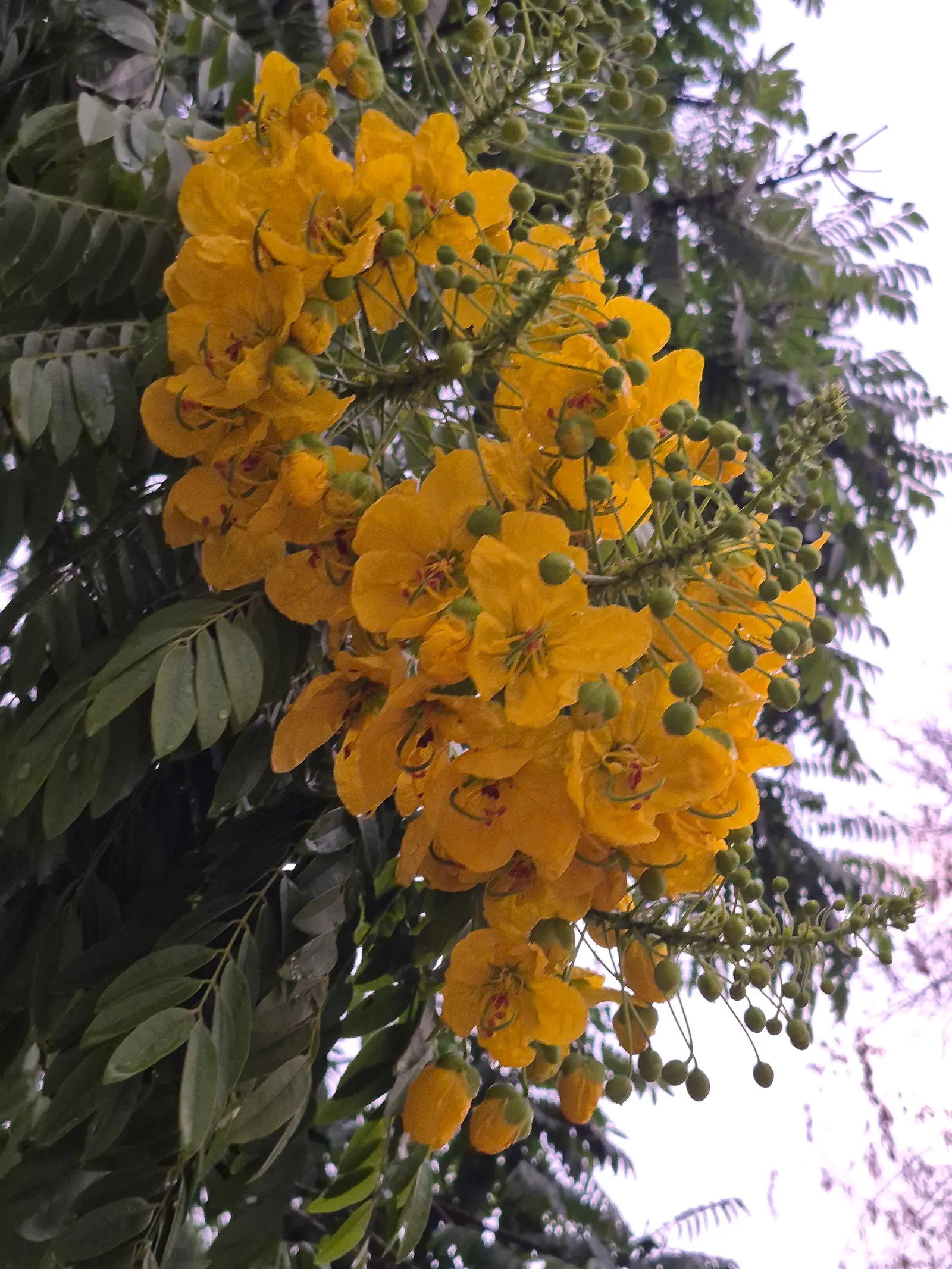 Gold Medallion Tree (Cassia Leptophylla) — creating a dazzling display