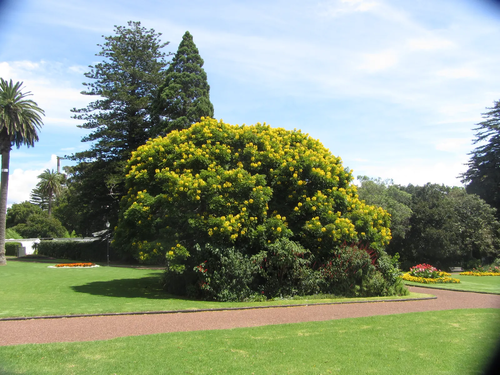 Gold Medallion Tree (Cassia Leptophylla) — each one approximately 2 inches across