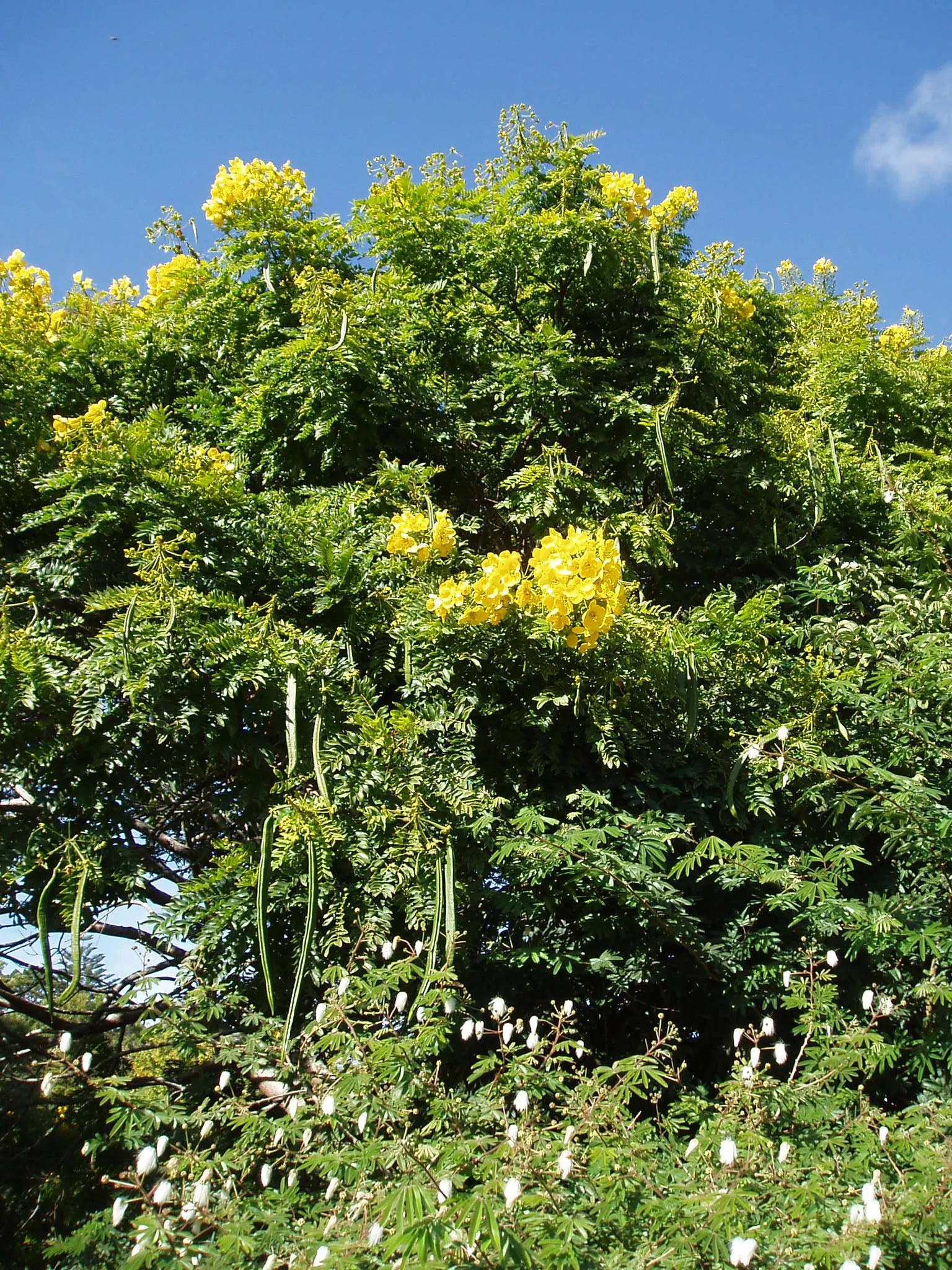 Gold Medallion Tree (Cassia Leptophylla) — Moderate watering is recommended; once established