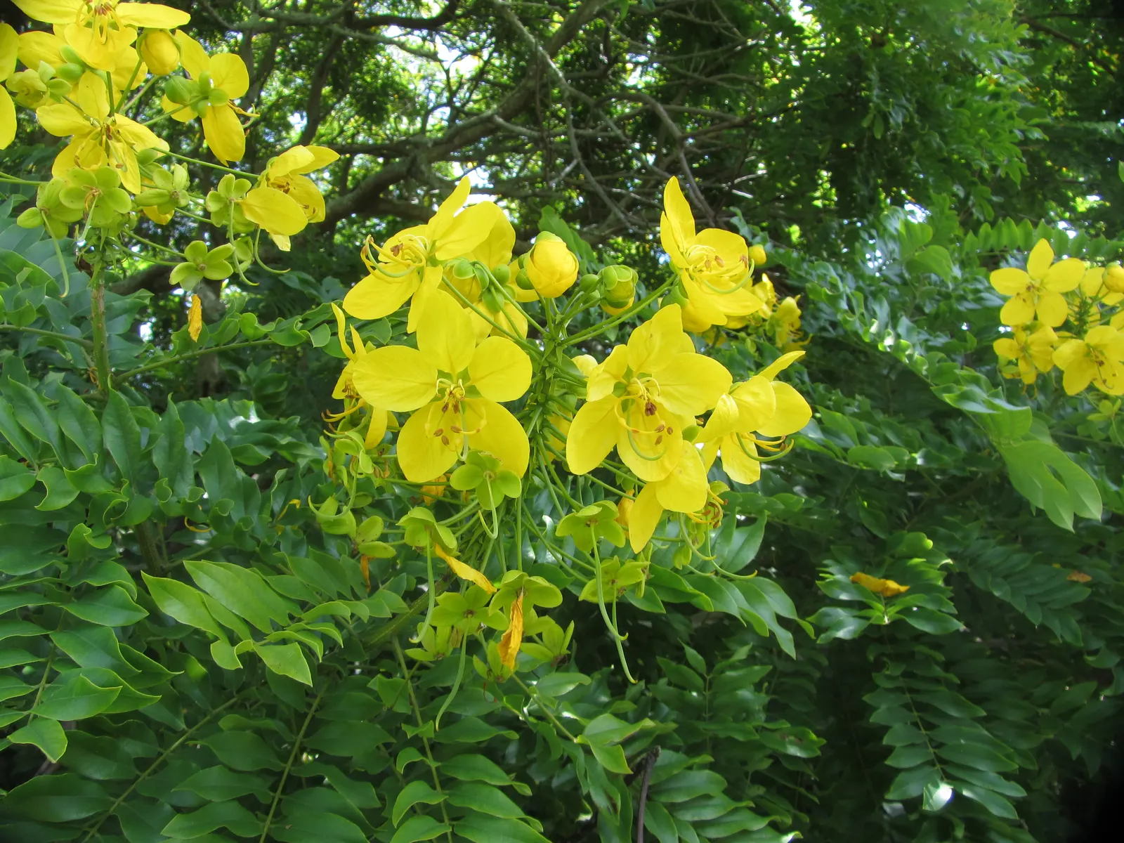 Gold Medallion Tree (Cassia Leptophylla) — The Gold Medallion Tree possesses a moderate growth rate and offers a round