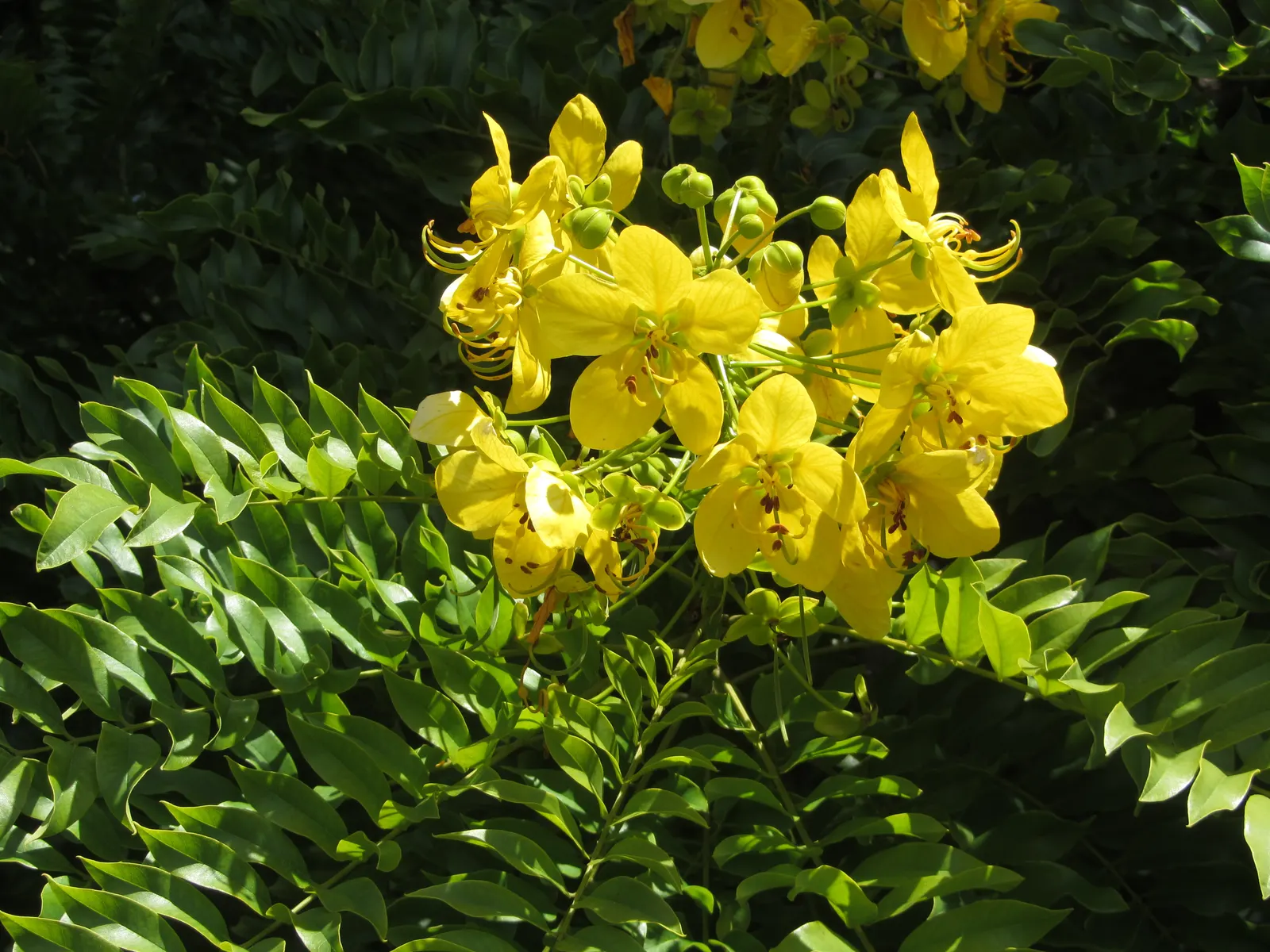 Gold Medallion Tree (Cassia Leptophylla) — provided they are well-draining