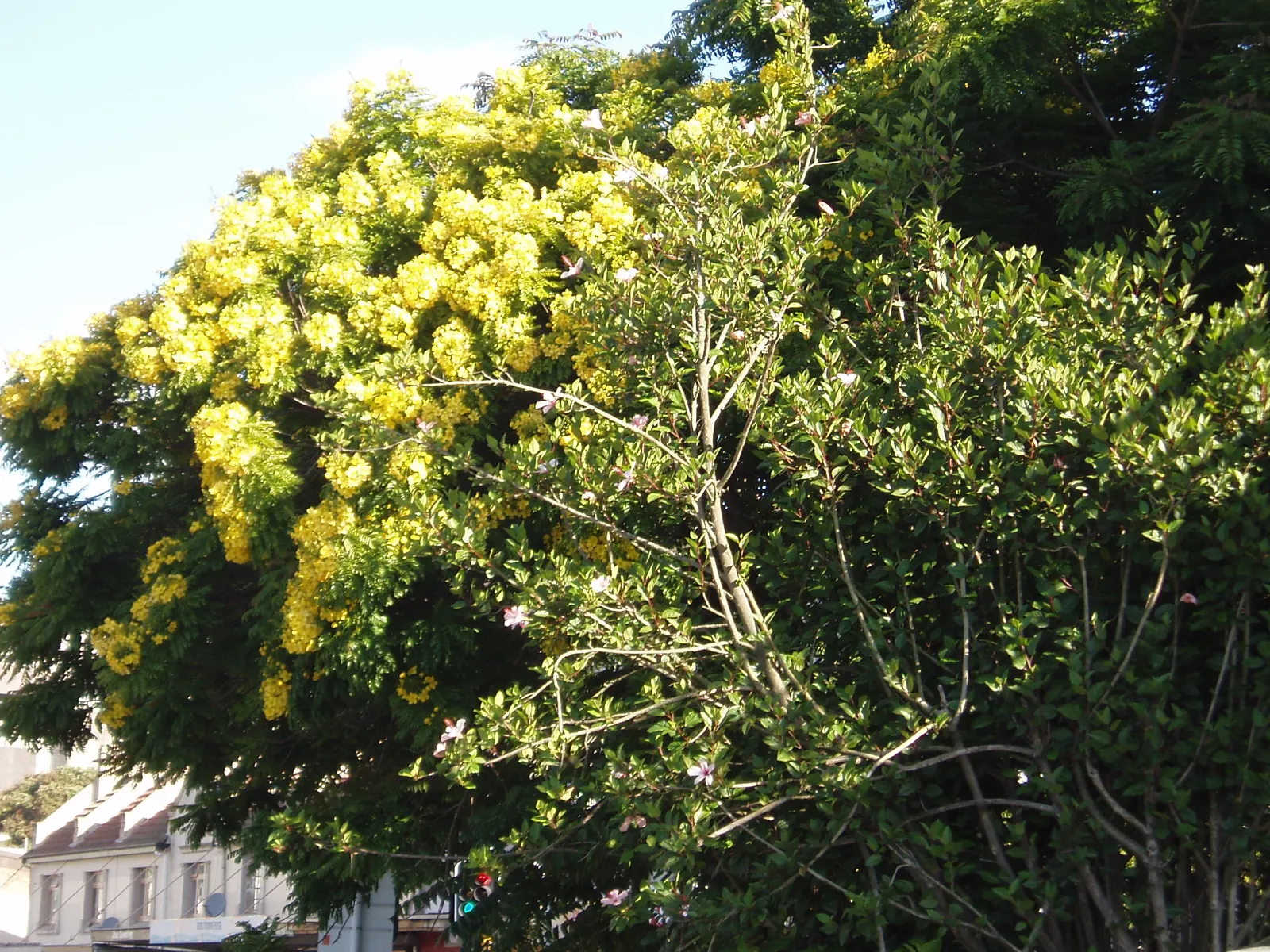 Gold Medallion Tree (Cassia Leptophylla) — grouped in large clusters that can span up to 8 inches in width