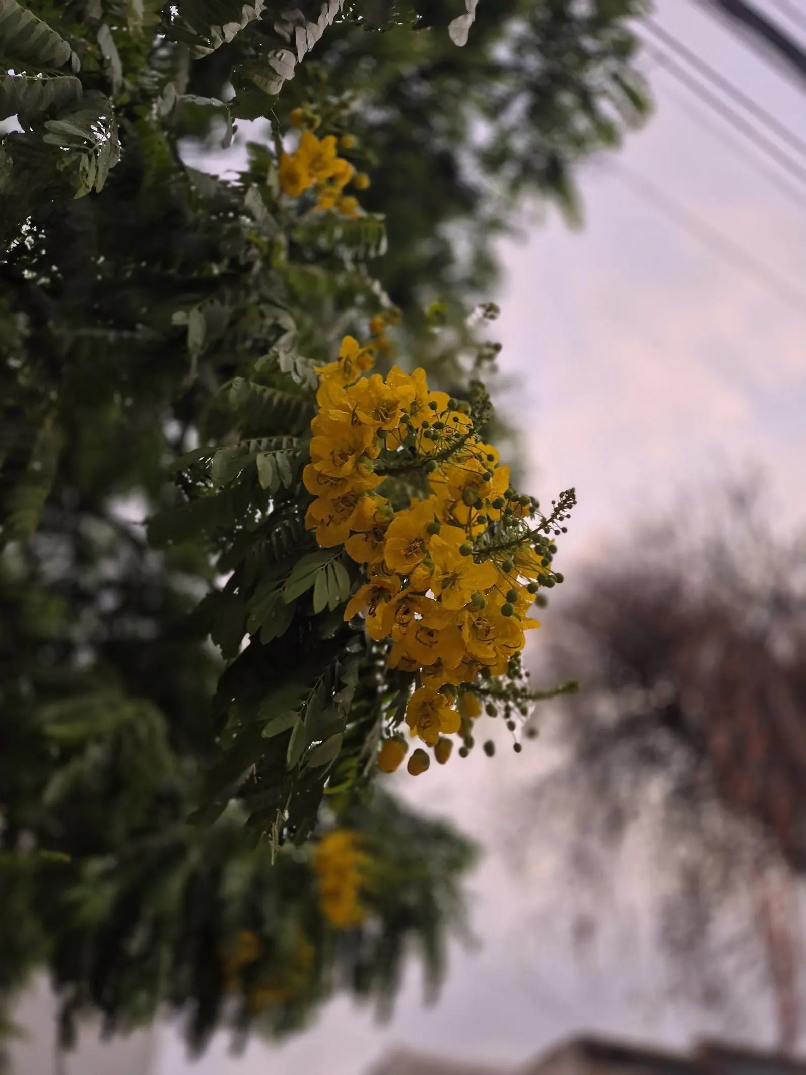 Gold Medallion Tree (Cassia Leptophylla) — large showy blossoms that appear in summer