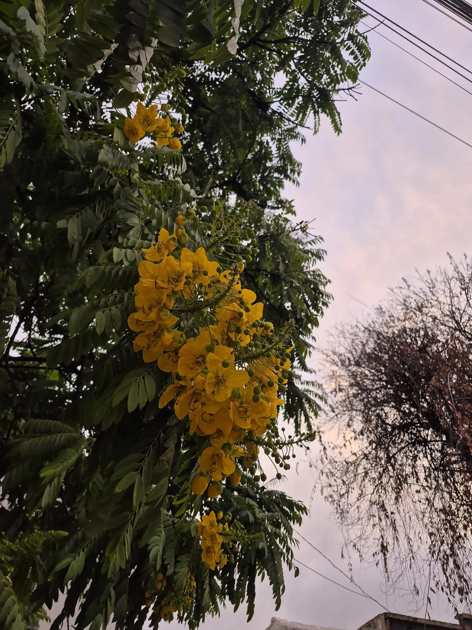 Gold Medallion Tree (Cassia Leptophylla) — the tree is fairly drought-resistant