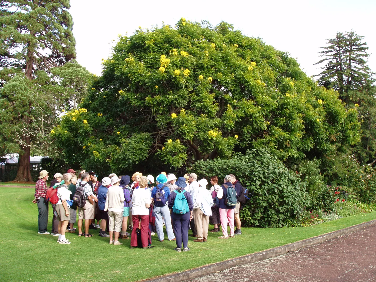 Gold Medallion Tree (Cassia Leptophylla) — The Gold Medallion Tree (Cassia leptophylla) is a striking