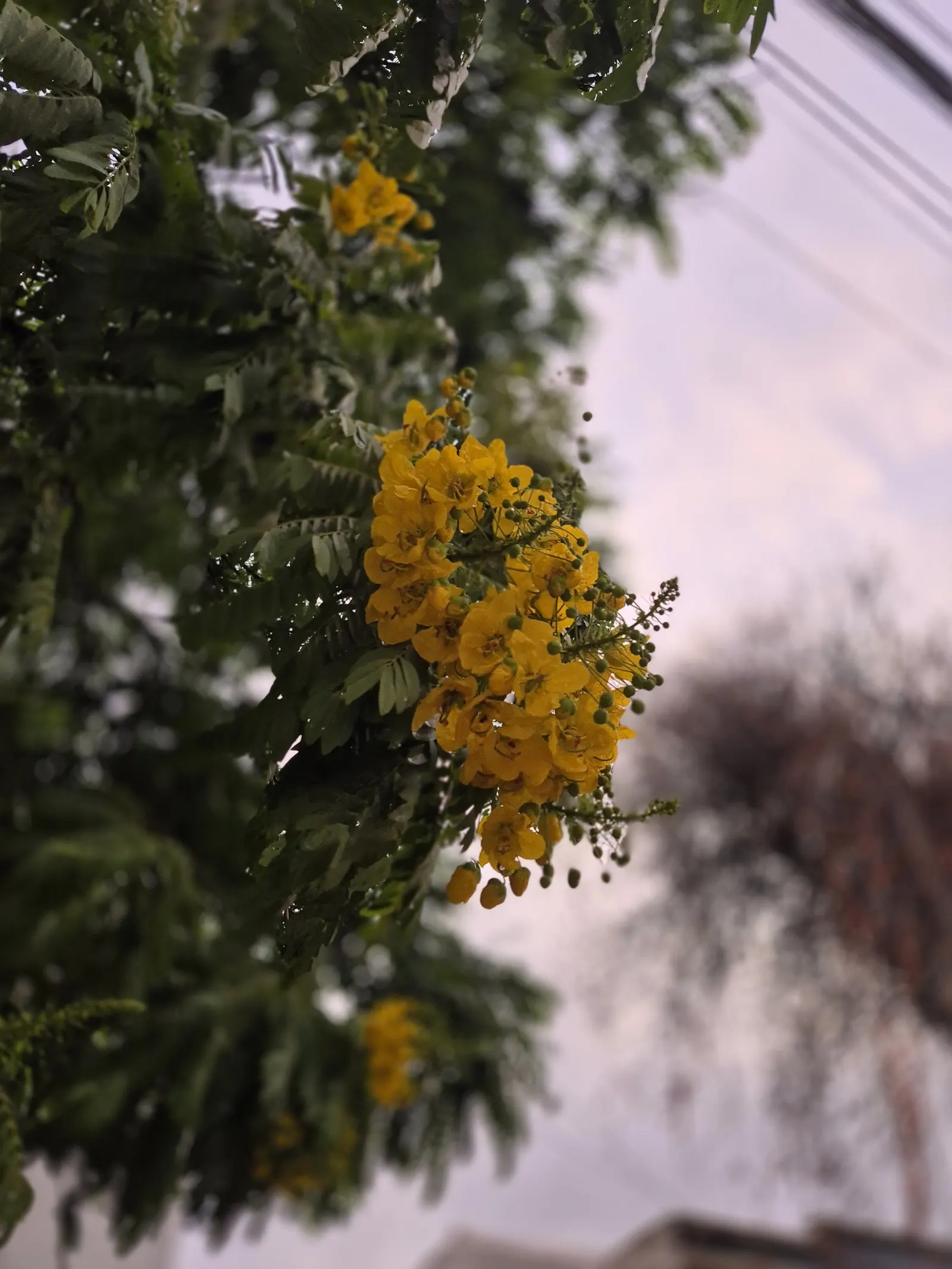 Gold Medallion Tree (Cassia Leptophylla) — Minimal water requirements and moderate growth rate make it an excellent