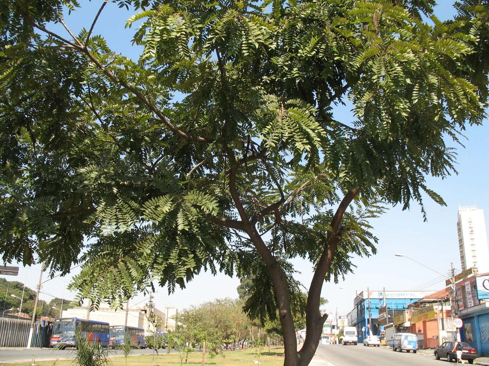 Gold Medallion Tree (Cassia Leptophylla) — low-maintenance choice for warm climates