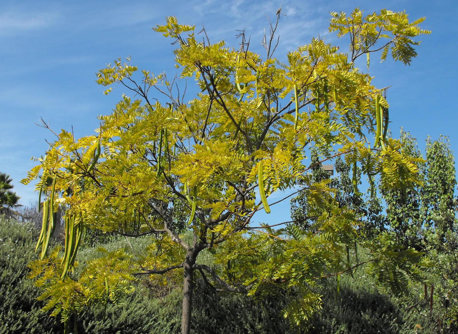 Gold Medallion Tree (Cassia Leptophylla) — is a captivating addition to any landscape design