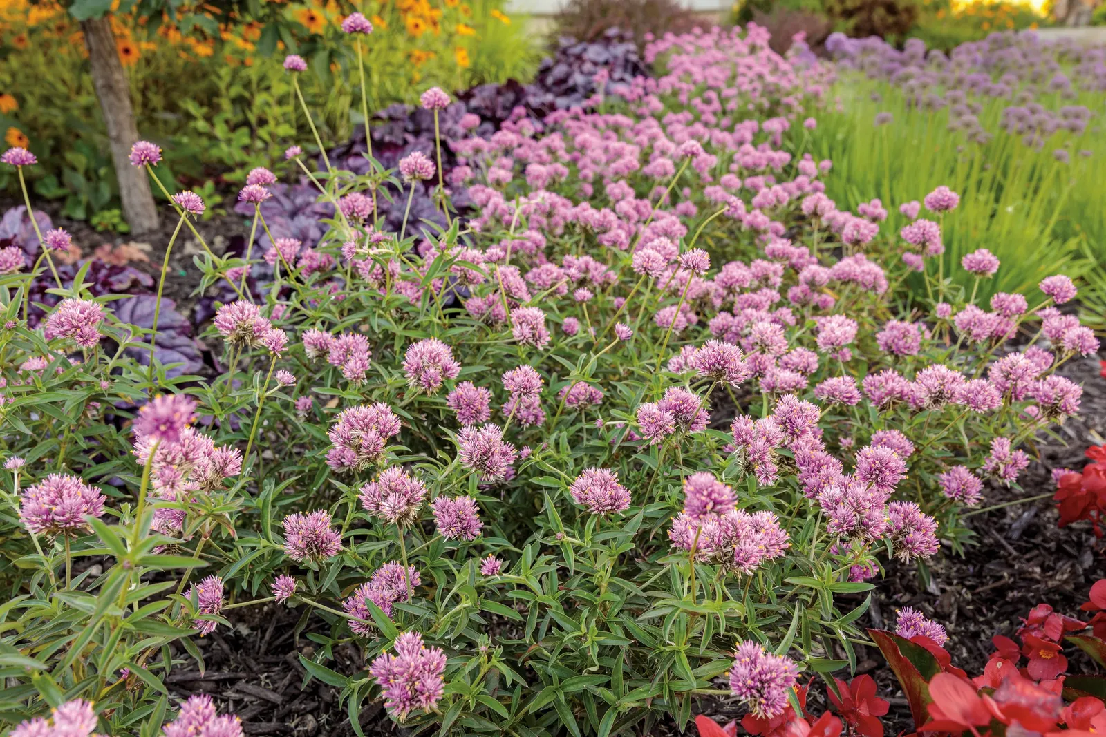 Pink Globe Amaranth (Gomphrena pulchella) — a colorful accent in borders; part of the Proven Winners® collection, image 83