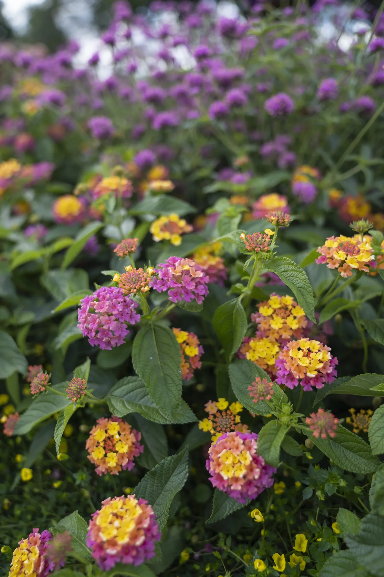 GoldDust® Mecardonia — so deadheading is not necessary—a valuable trait in high-visibility containers and commercial plantings