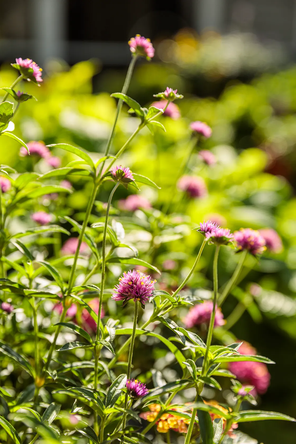 Pink Globe Amaranth (Gomphrena pulchella) — Pink Globe Amaranth has enough scale to read clearly in a mixed planting without overwhelming its, image 163
