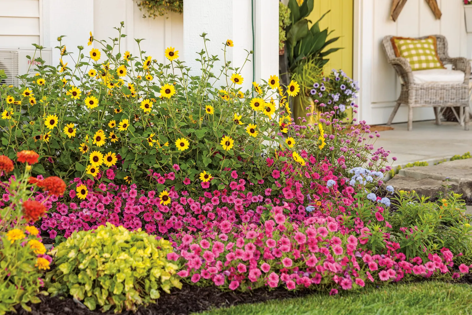 Paradise Petunia — average well-drained soil