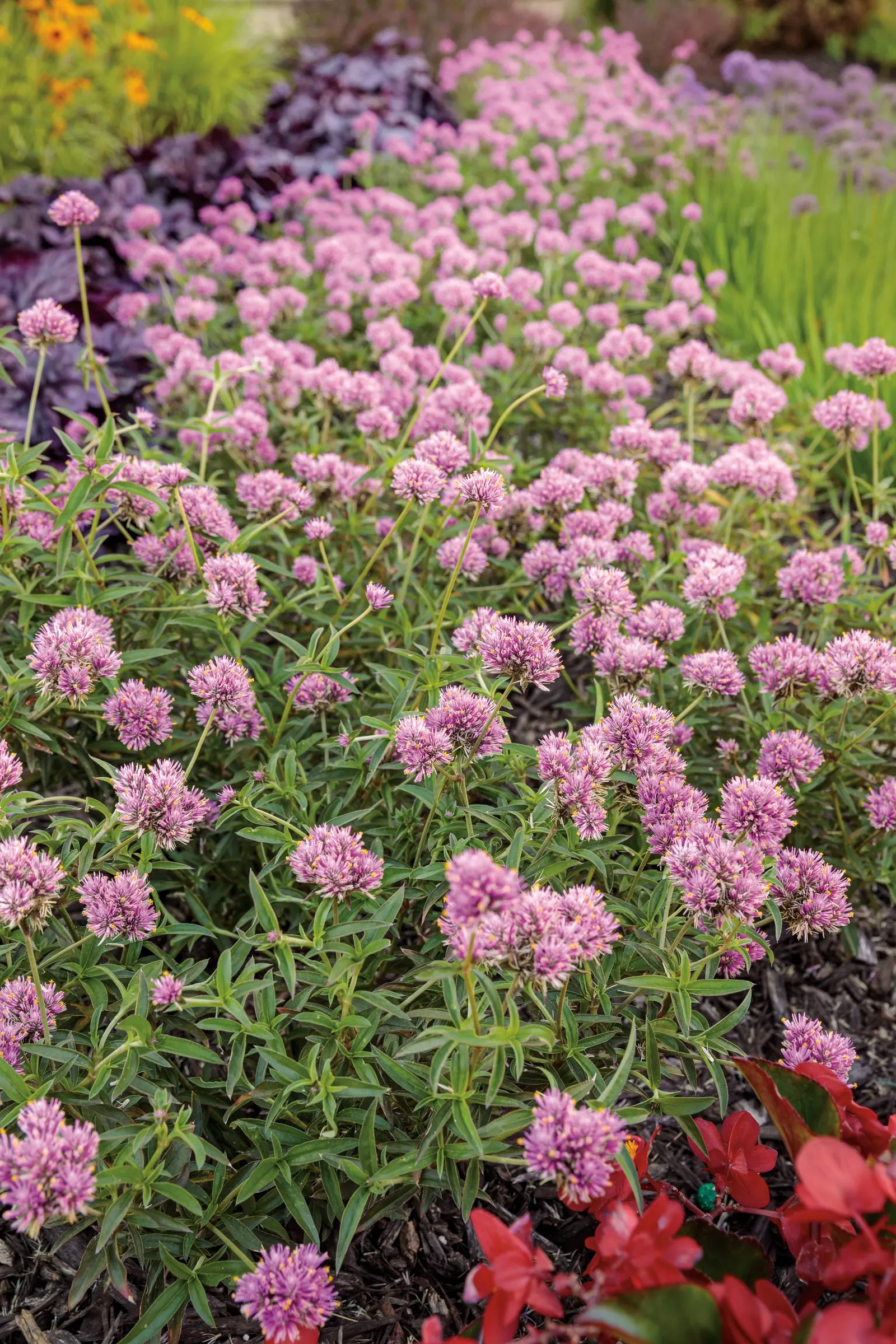 Pink Globe Amaranth (Gomphrena pulchella) — humid climates where many flowering annuals begin to tire; it grows 22-28 inches tall and 22-26 inches, image 78
