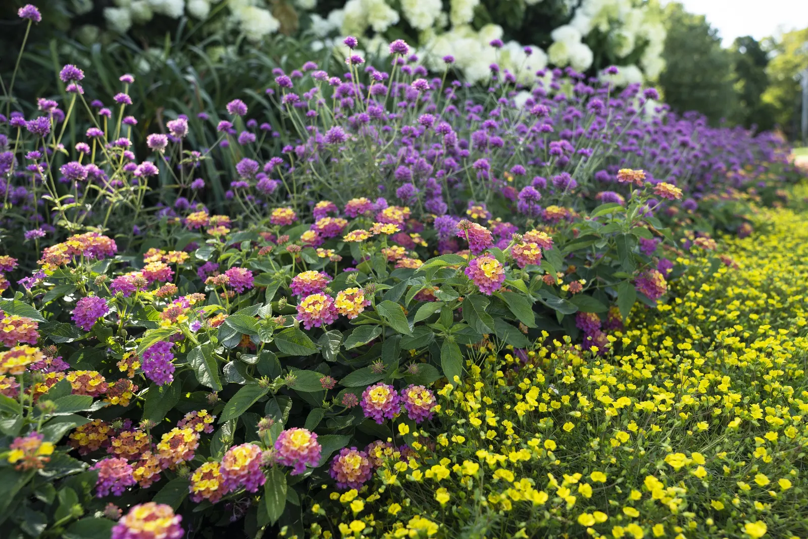 GoldDust® Mecardonia — particularly in pots exposed to intense summer sun; in the hottest climates