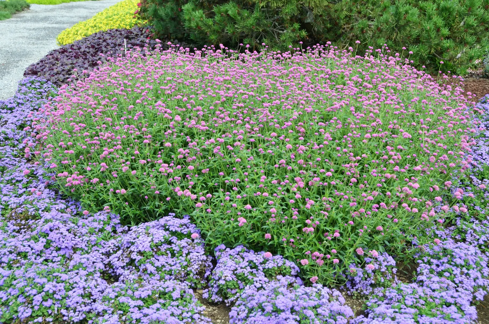 Blue Flossflower (Ageratum) — The vibrant ageratum blue flowers also attract pollinators including bees; making this annual flossflower plant especially easy