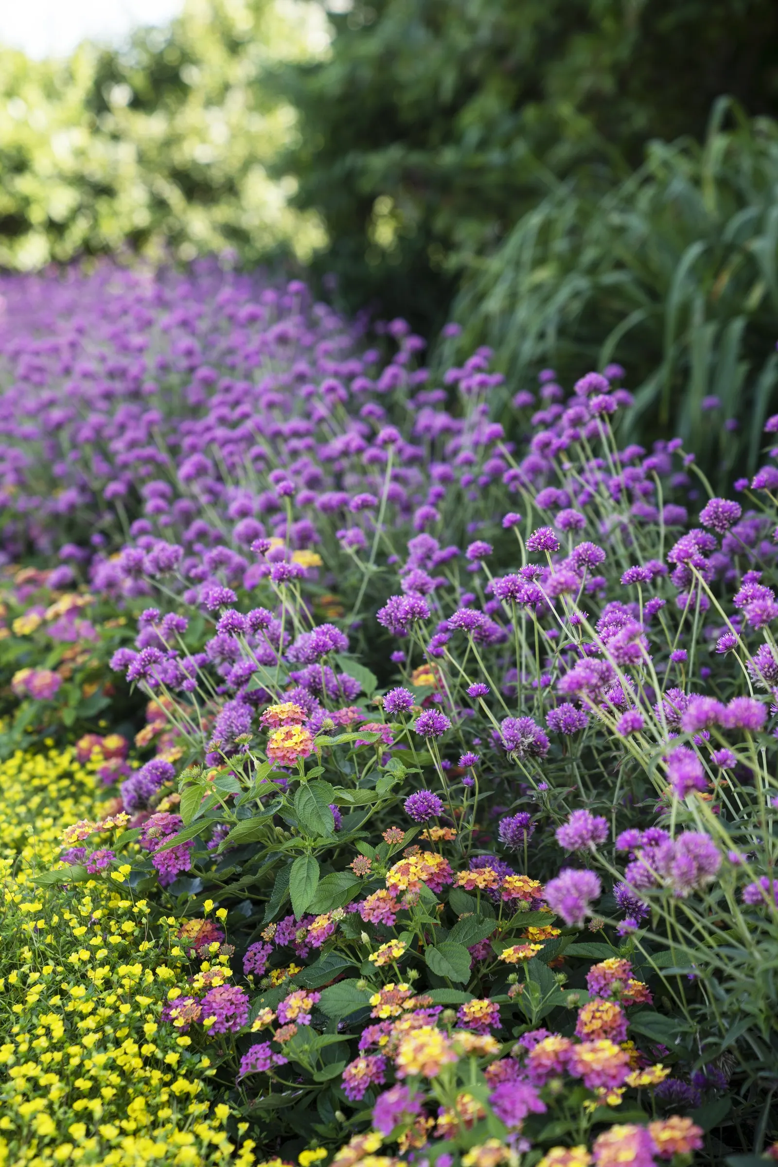 GoldDust® Mecardonia — where it softens rims with cascading yellow bloom