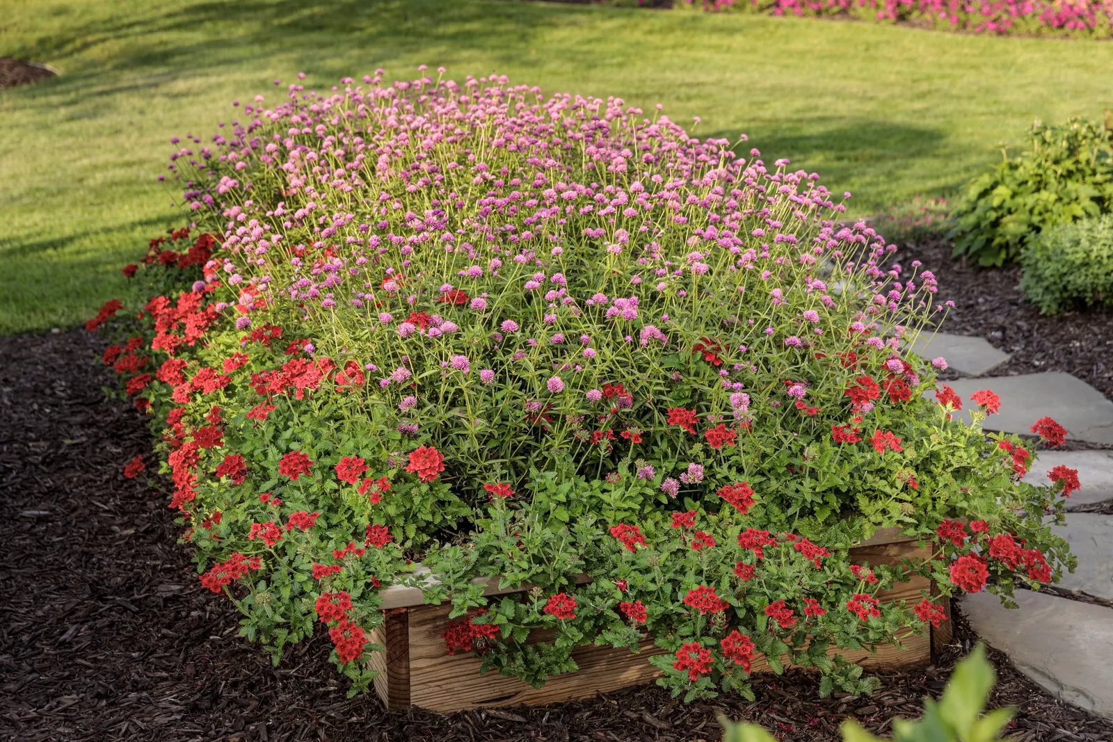 Pink Globe Amaranth (Gomphrena pulchella) — a colorful accent in borders; part of the Proven Winners® collection, image 113