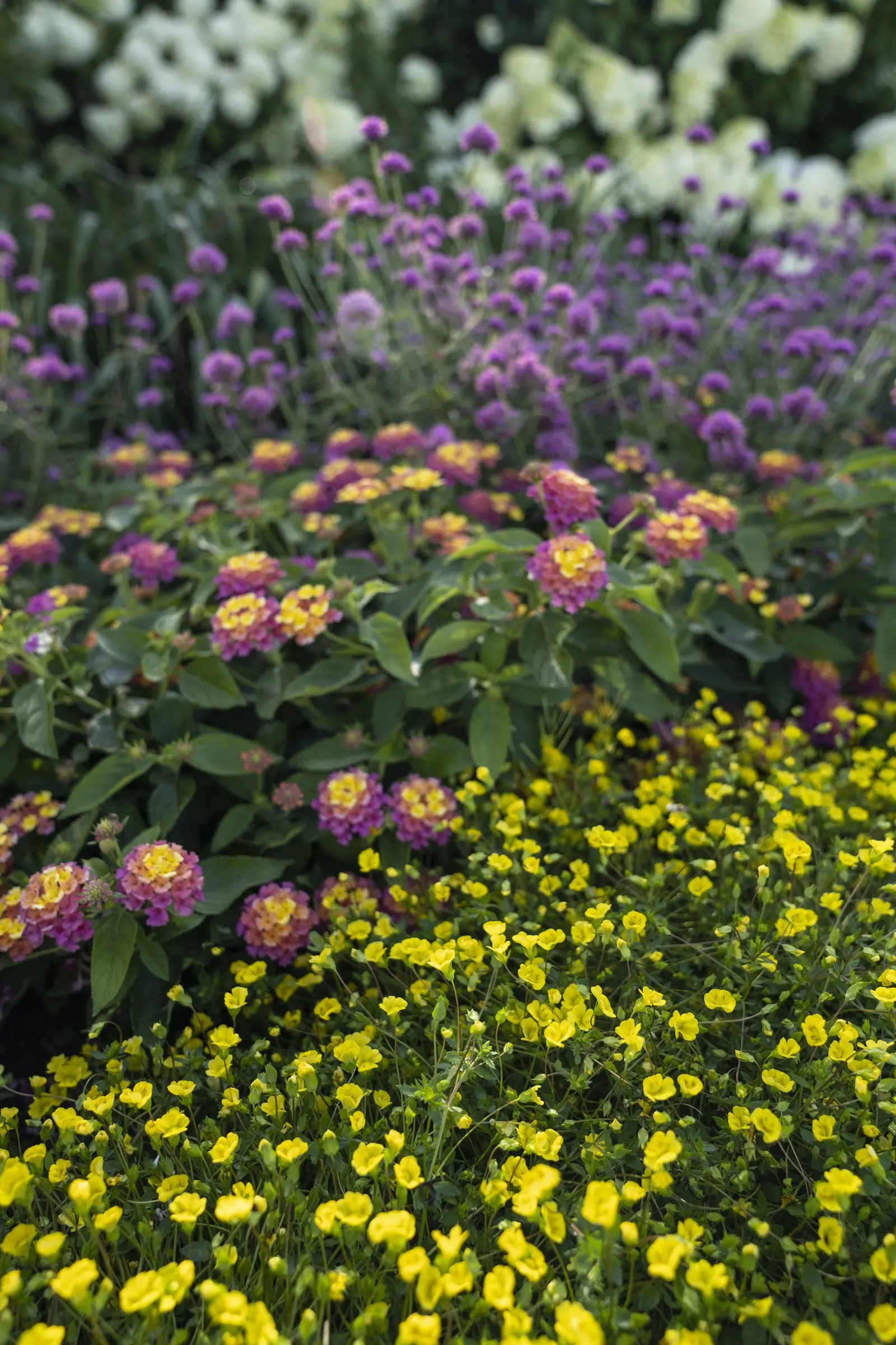 Pink Globe Amaranth (Gomphrena pulchella) — commonly referred to as Pink Globe Amaranth; it forms a beautifully balanced mound of fresh green, image 66