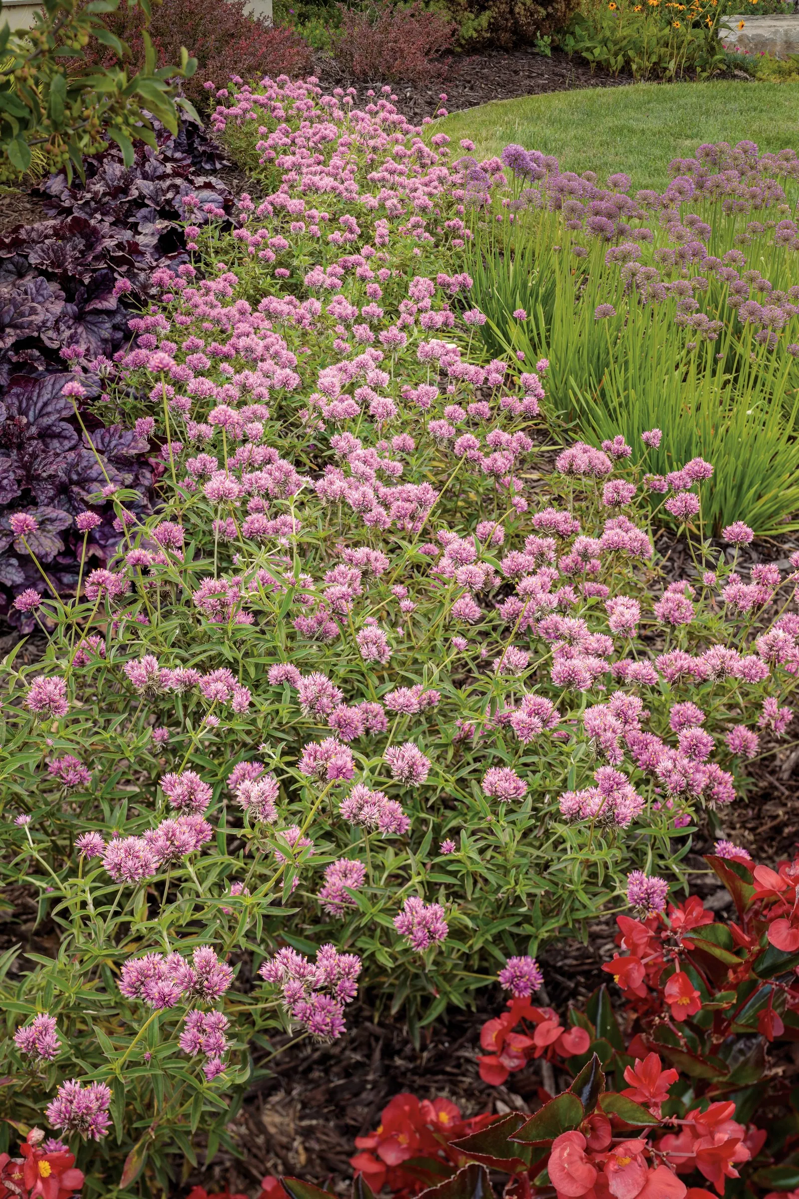 Pink Globe Amaranth (Gomphrena pulchella) — is a vibrant annual with a refined yet exuberant presence in the summer garden; where mild winters may, image 127