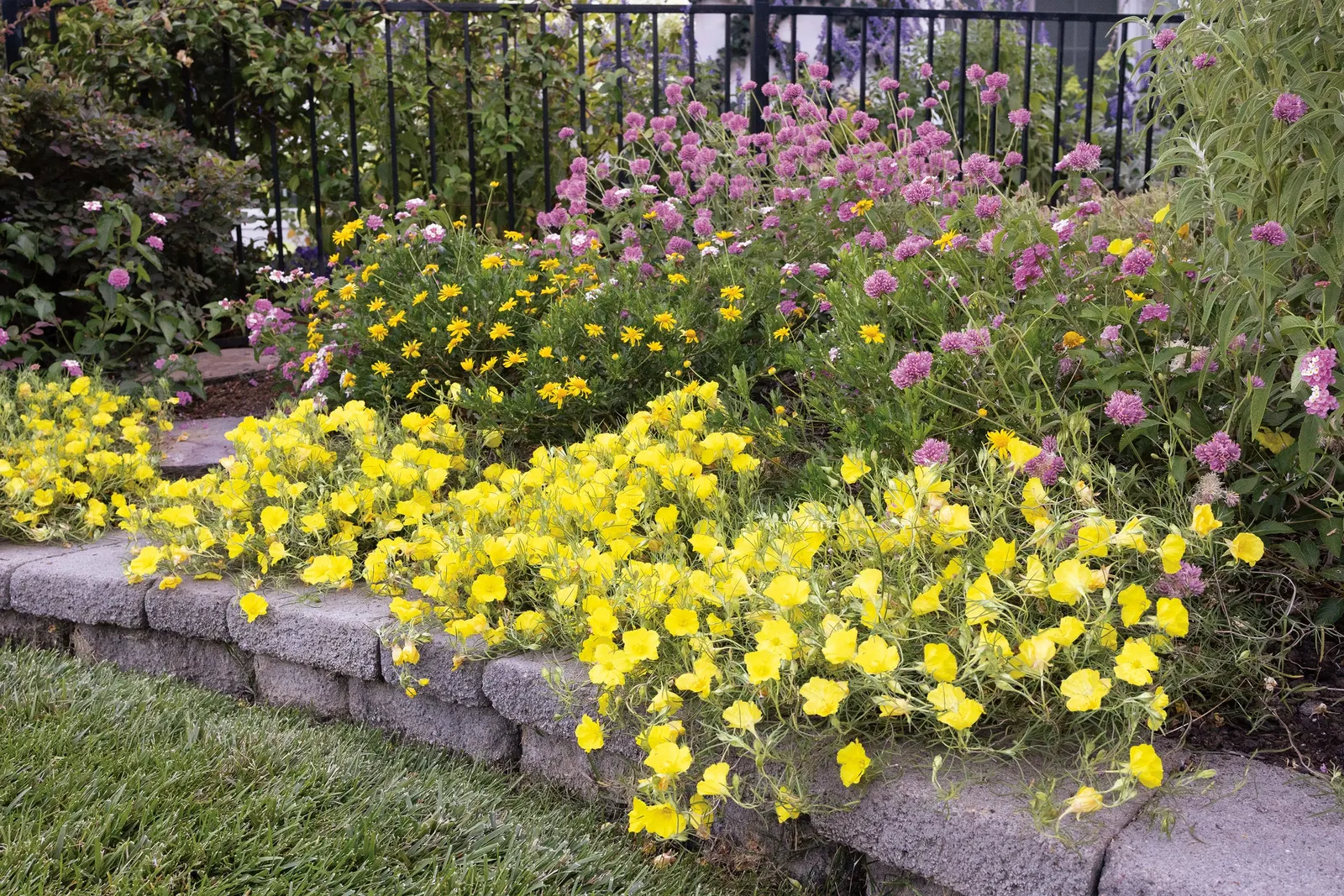 Saffron Finch™ Petunia — It is perennial only in the warmest climates