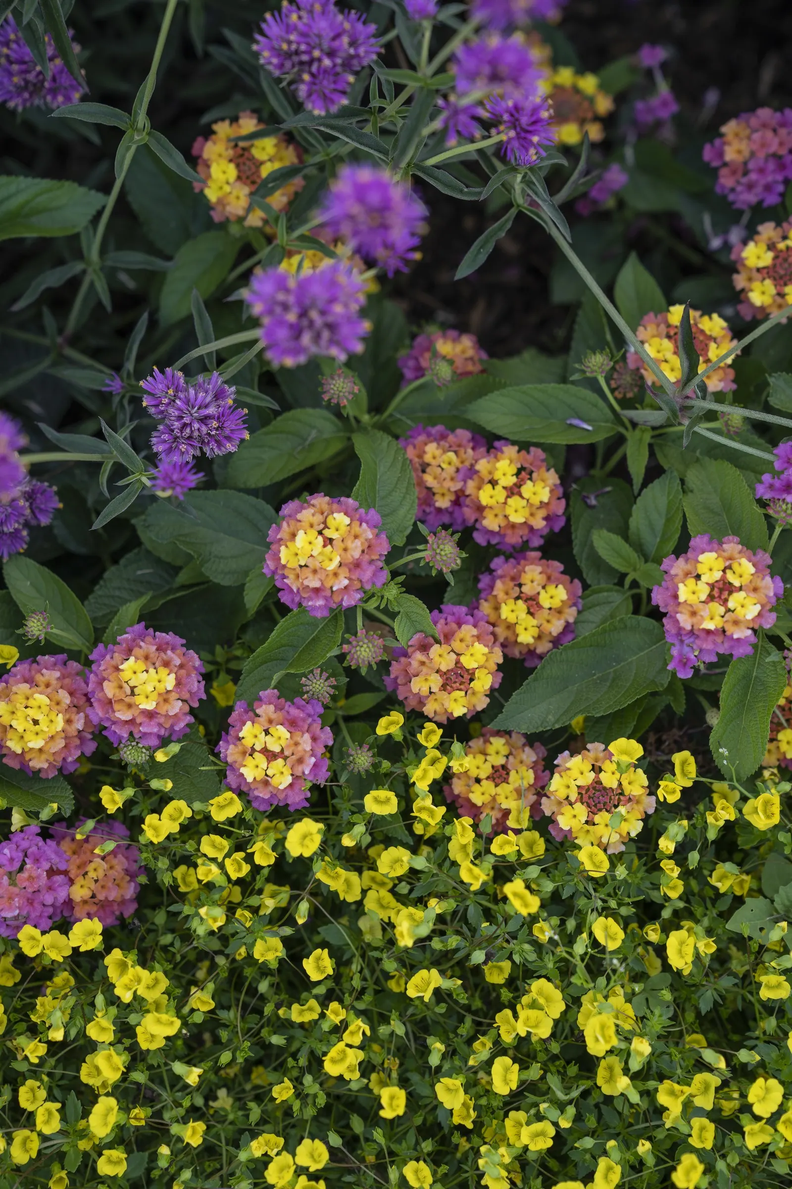 GoldDust® Mecardonia — Its low profile and steady color make it an elegant finishing plant—small in stature
