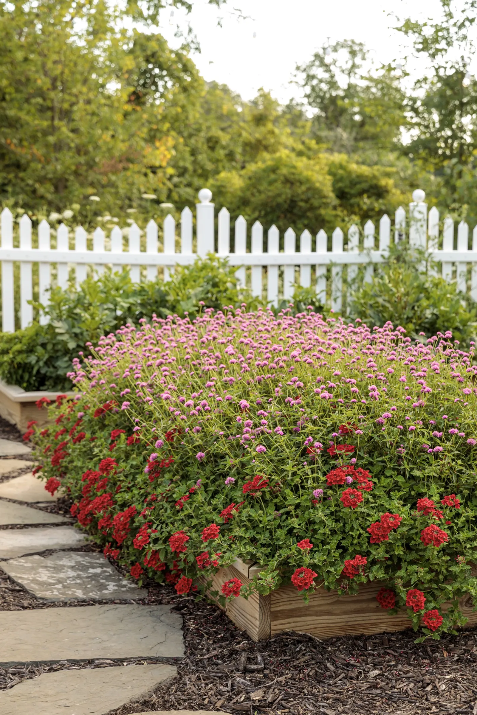 Pink Globe Amaranth (Gomphrena pulchella) — Deadheading is not necessary; even as the blooms age, they retain a handsome presence; or a rhythmic, image 111