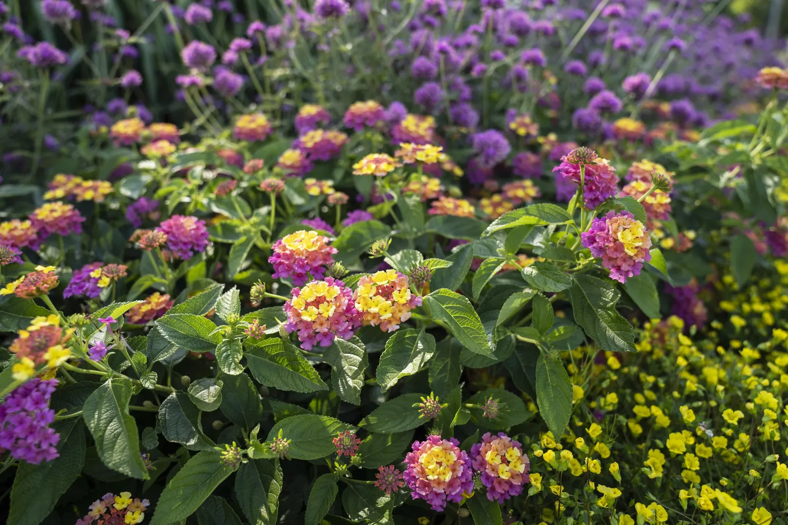 GoldDust® Mecardonia — Regular watering helps keep its shallow