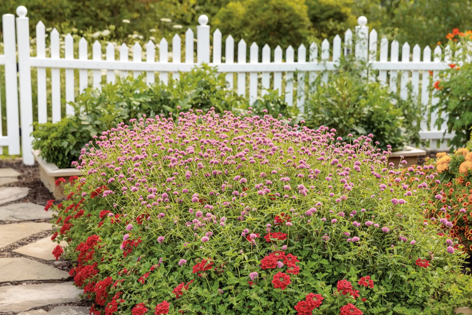Pink Globe Amaranth (Gomphrena pulchella) — It grows 22-28 inches tall and 22-26 inches wide, creating a full, rounded presence in beds or, image 93