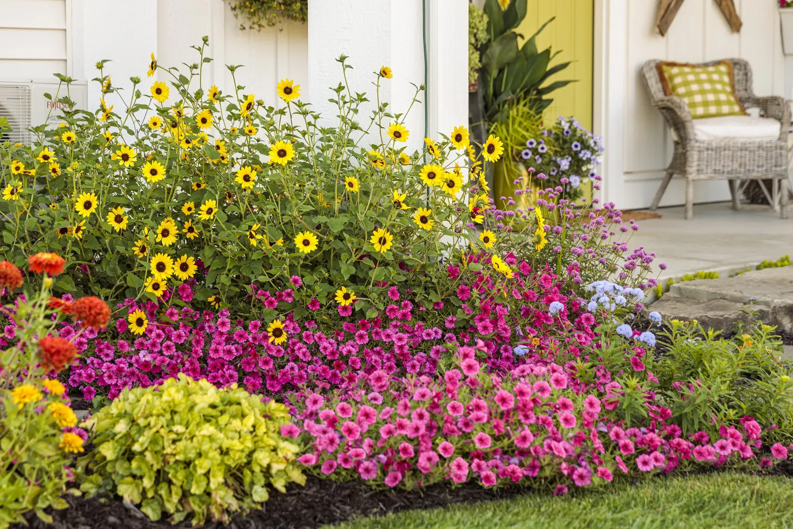 Paradise Petunia — Hardy in USDA Zones 10a-11b