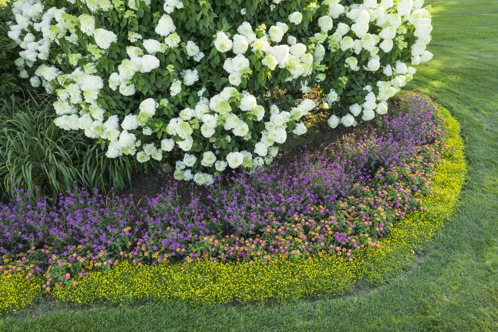 Limelight Panicle Hydrangea (Hydrangea paniculata) — information and resources; hydrangea paniculata also makes an excellent cut flower, image 62