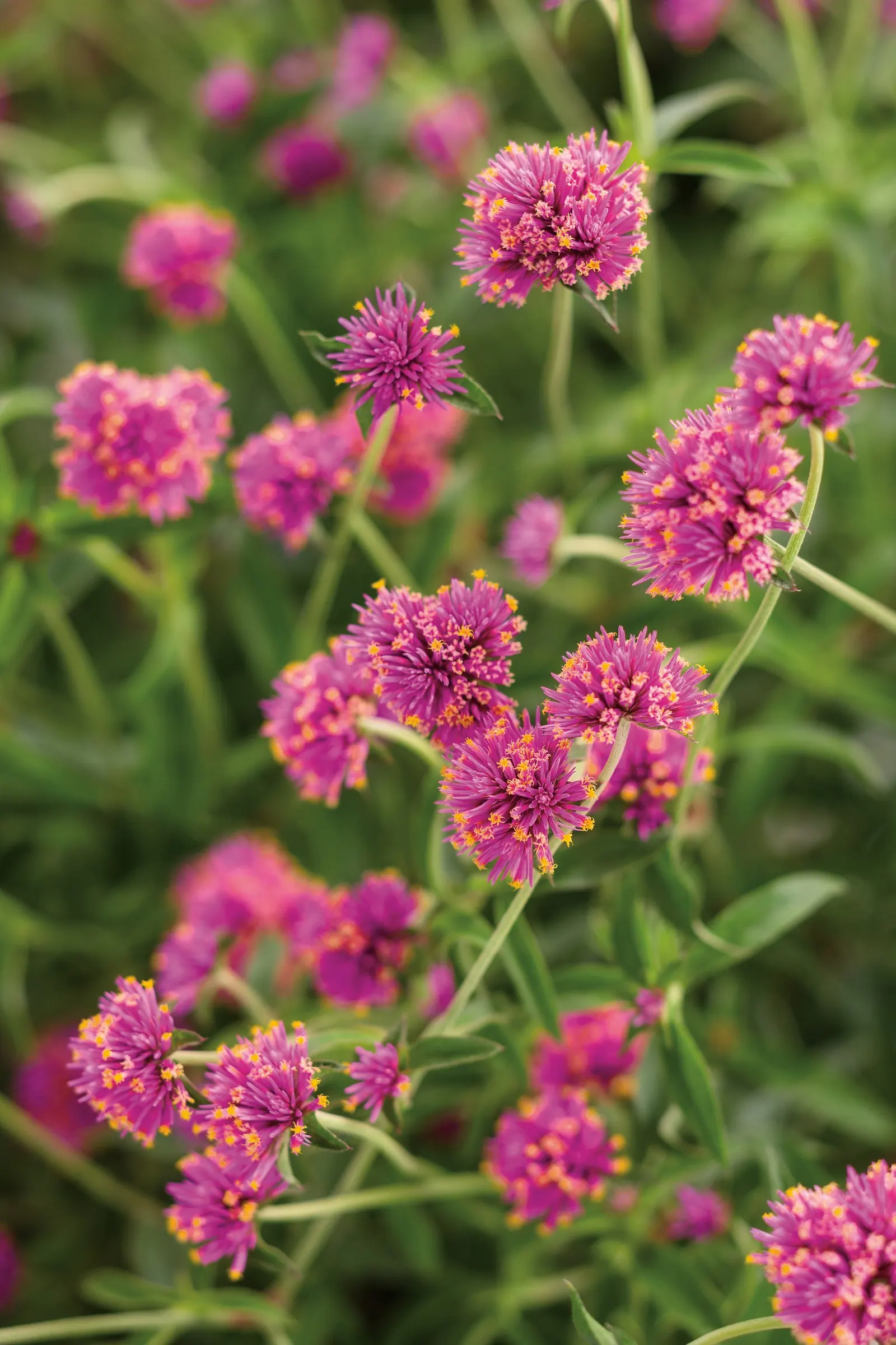 Pink Globe Amaranth (Gomphrena pulchella) — and the papery blooms dry beautifully for everlasting bouquets; exposed spaces that call for both, image 176