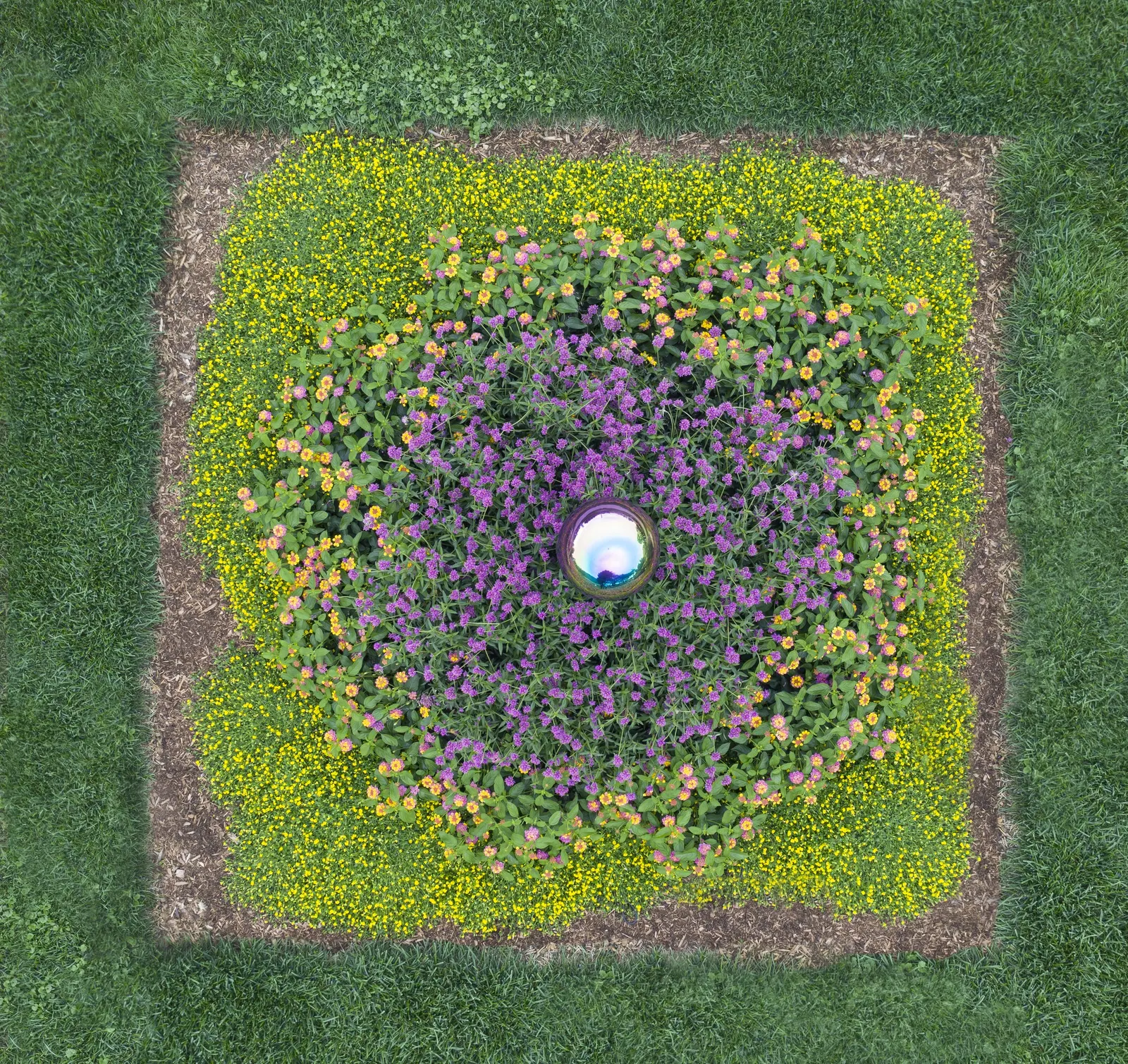 GoldDust® Mecardonia — nemesia-like flowers from planting until frost