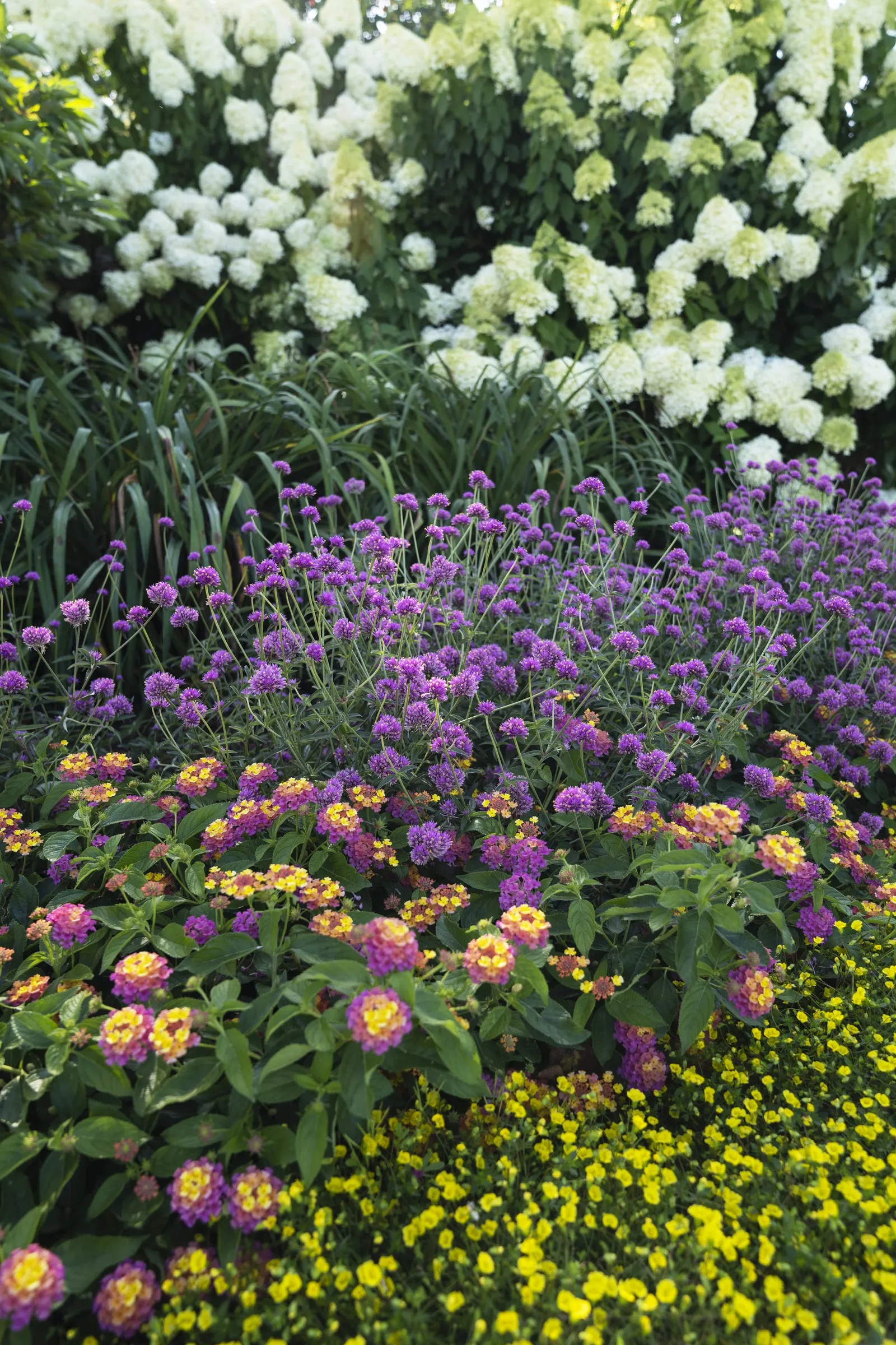 Limelight Panicle Hydrangea (Hydrangea paniculata) — to screen off air conditioners; you can use ' Limelight ' hydrangea just about any way you can, image 47