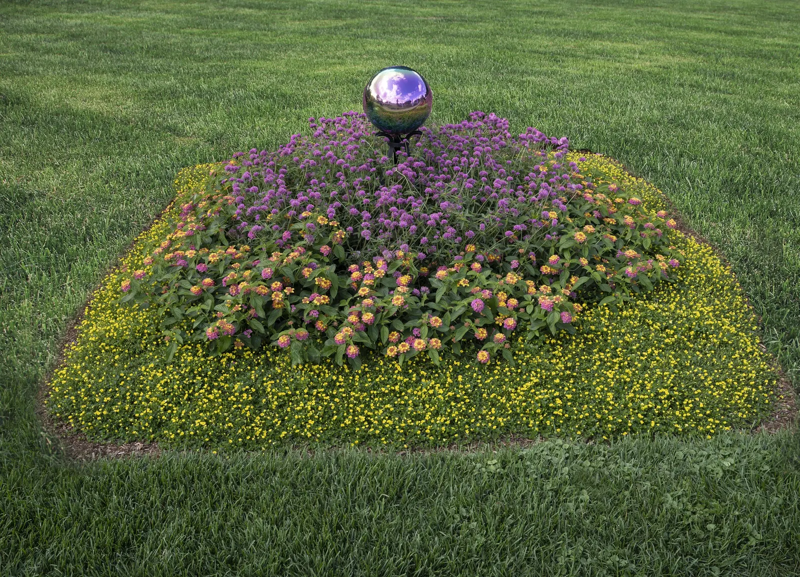 GoldDust® Mecardonia — annual / ground cover for full or half