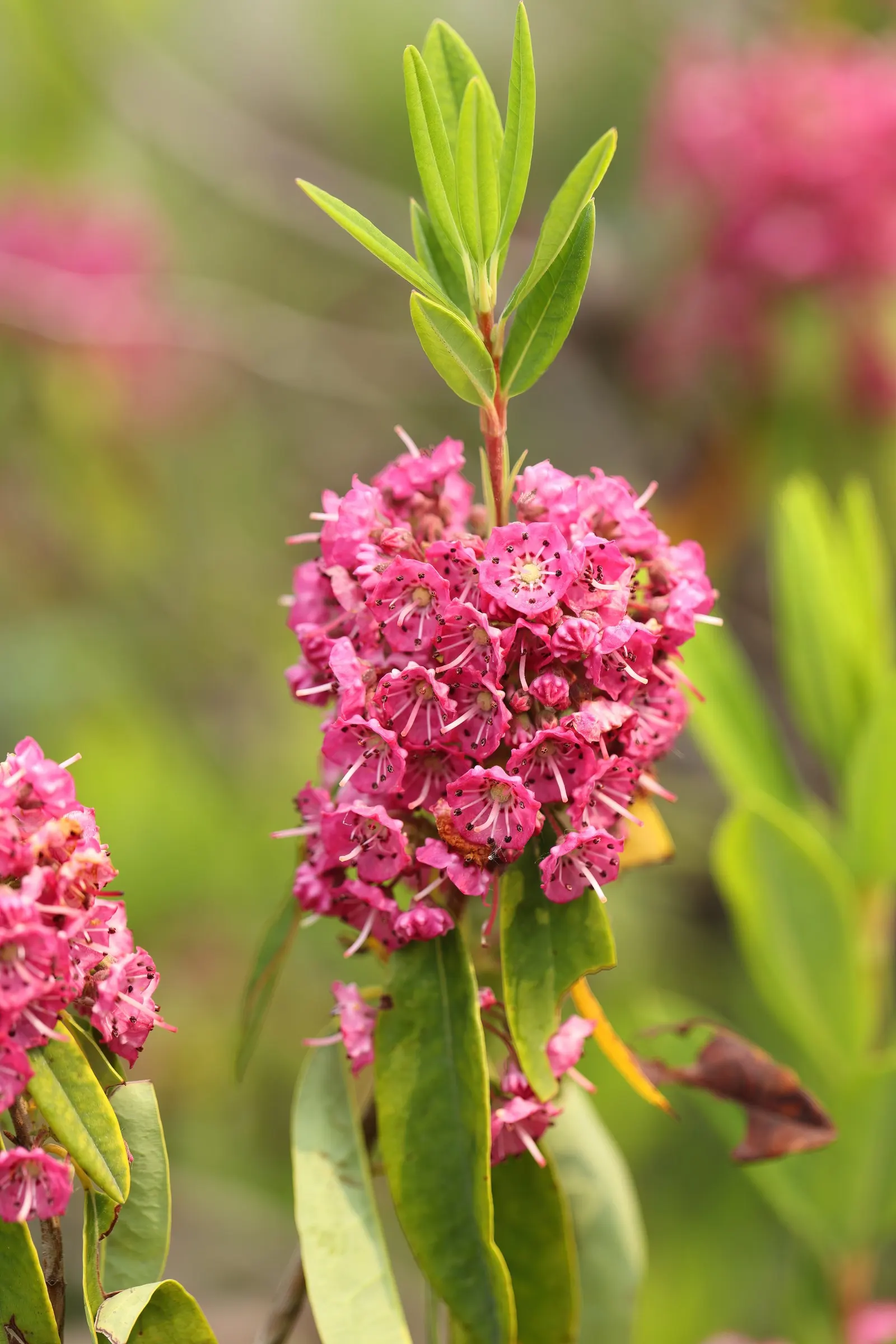 Sheep Laurel (Kalmia Angustifolia) — In late spring to early summer, it boasts clusters of vibrant pink flowers