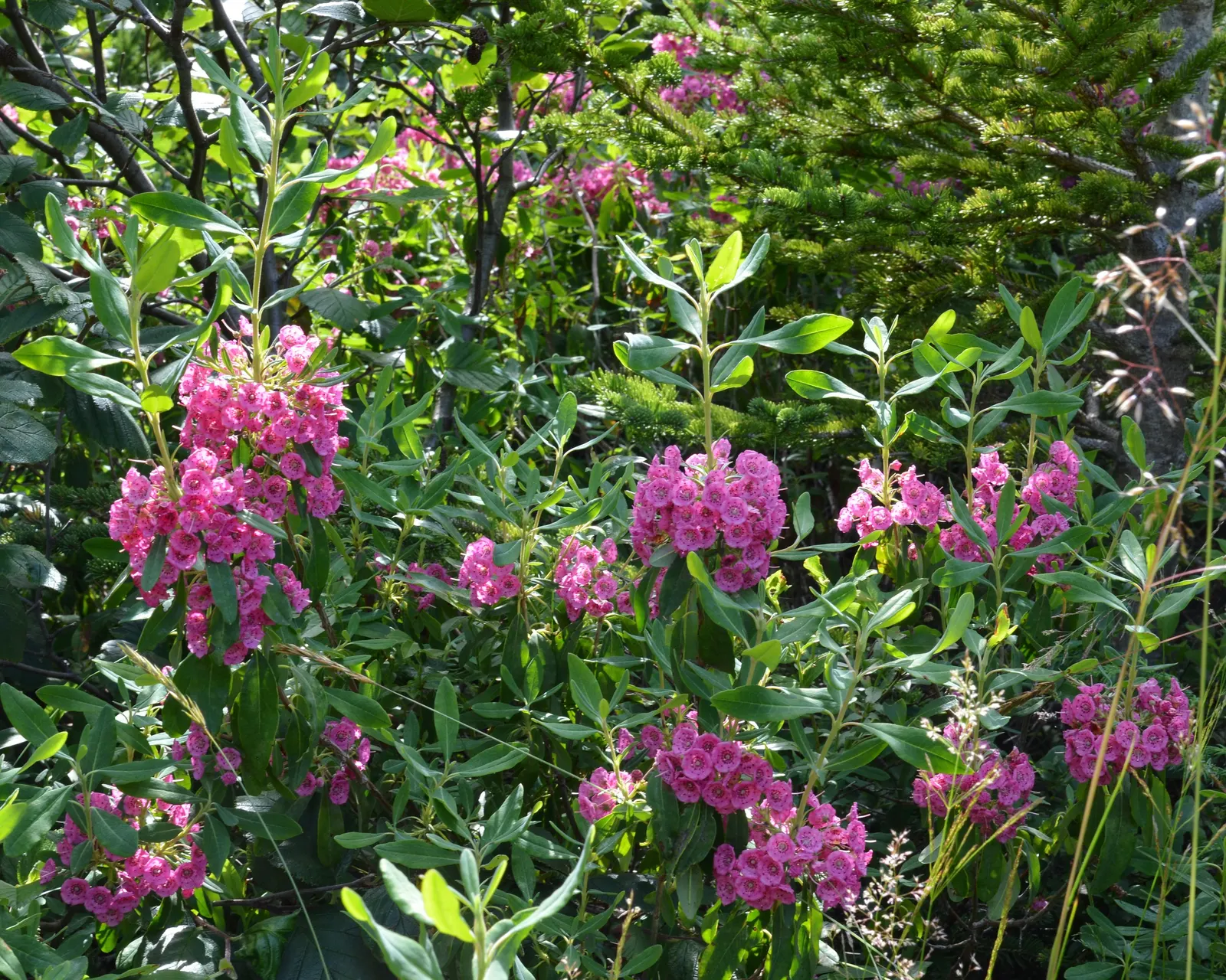 Sheep Laurel (Kalmia Angustifolia) — rounded mound that adds structure and year-round interest