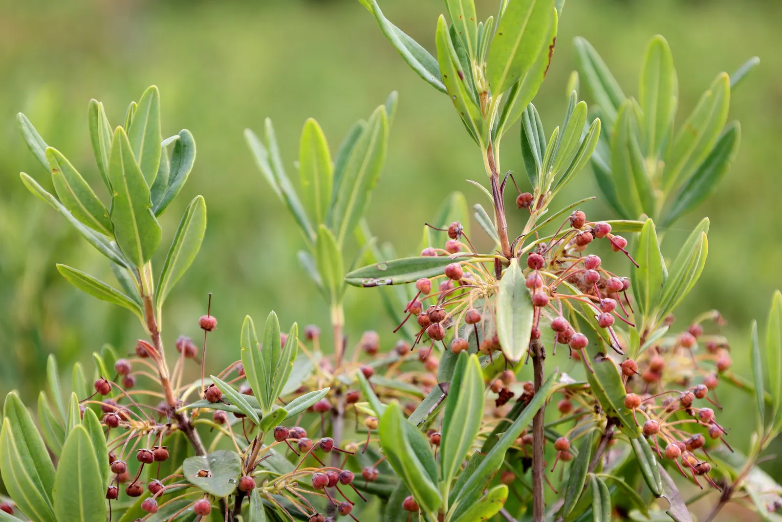 Sheep Laurel (Kalmia Angustifolia) — the Sheep Laurel creates a dense
